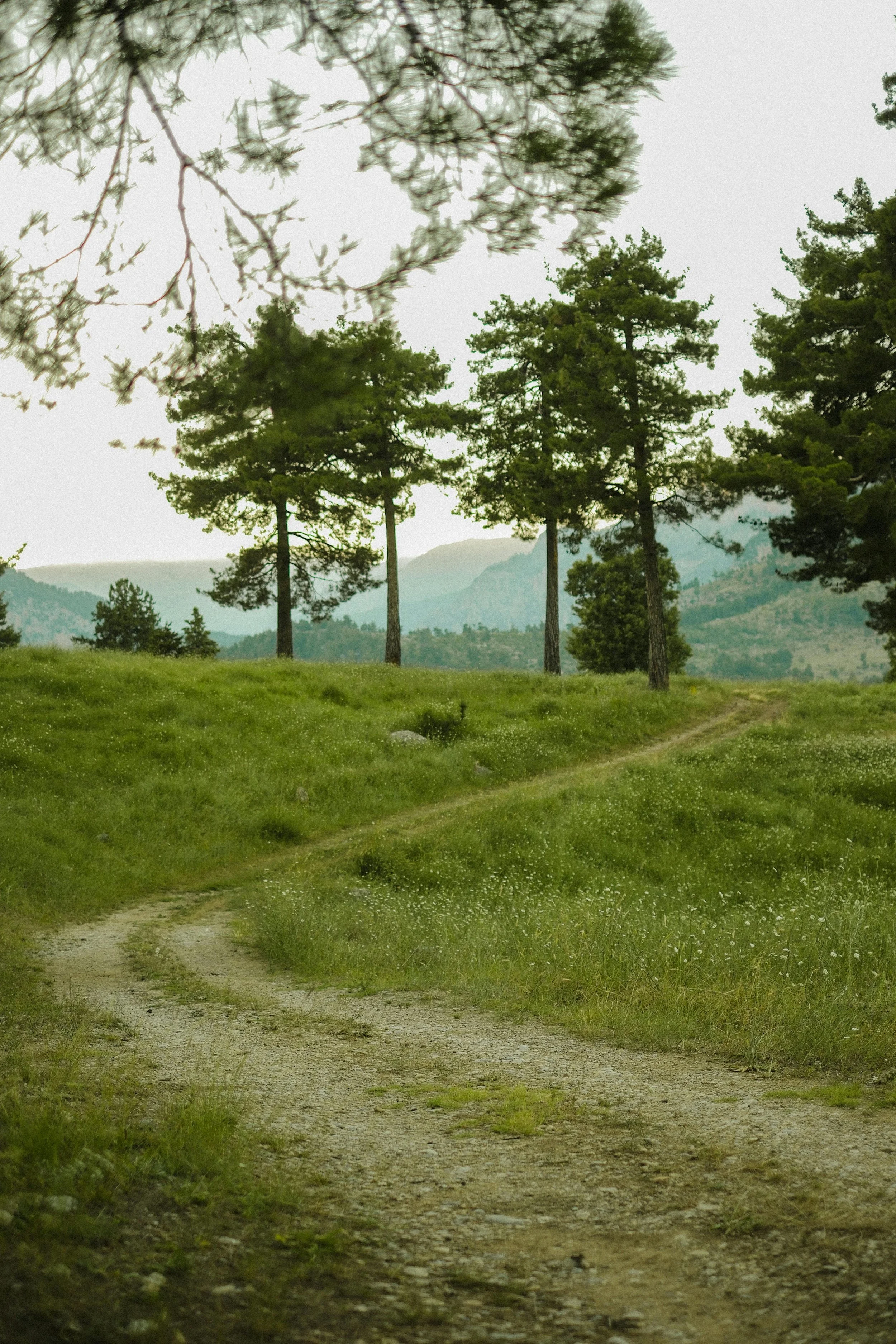 Winding dirt path through grassy hills with trees in the distance.