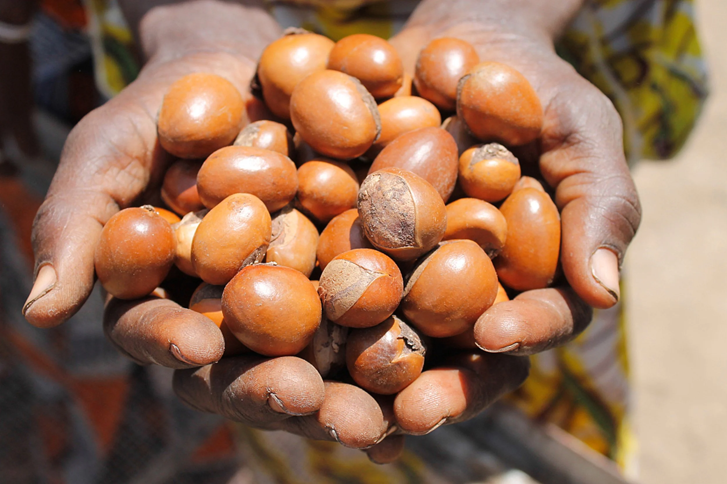 Shea Tree (Vitellaria paradoxa)