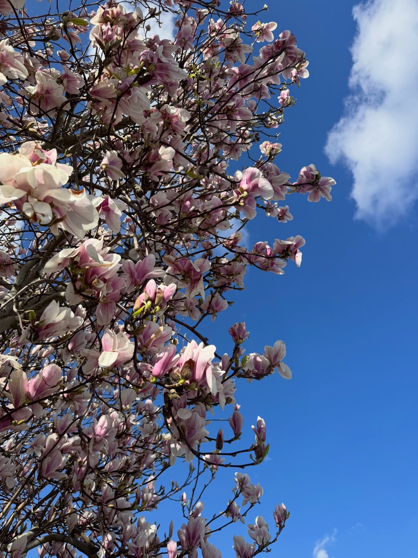 Spring 2026 is finally beginning to GIVE 💙🌸 

Bring on the next chapter of projects 😎