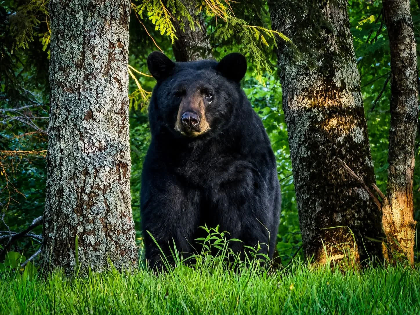 Nitti - Buddy Bear