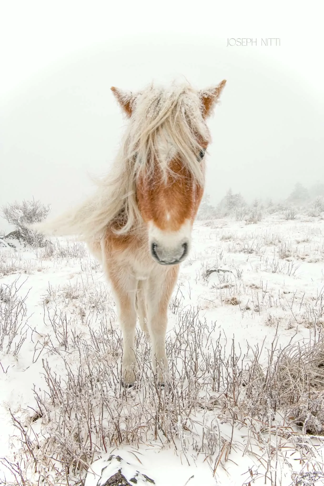 Nitti - Winter Horse