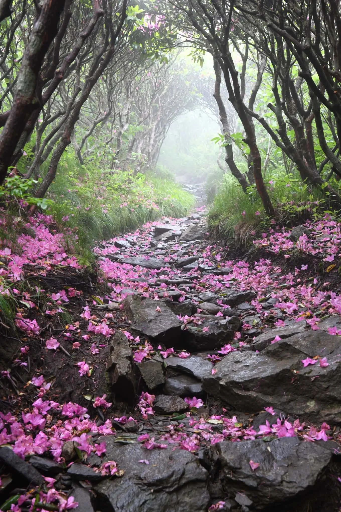 Nitti - Roan Mountain
