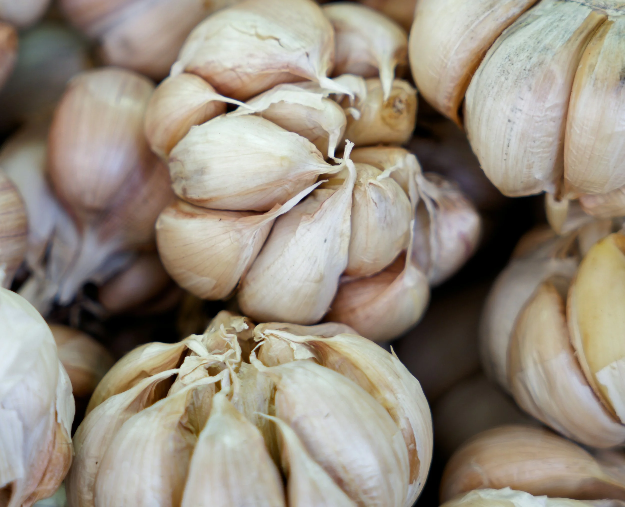 Close-up of several garlic bulbs with papery skins.