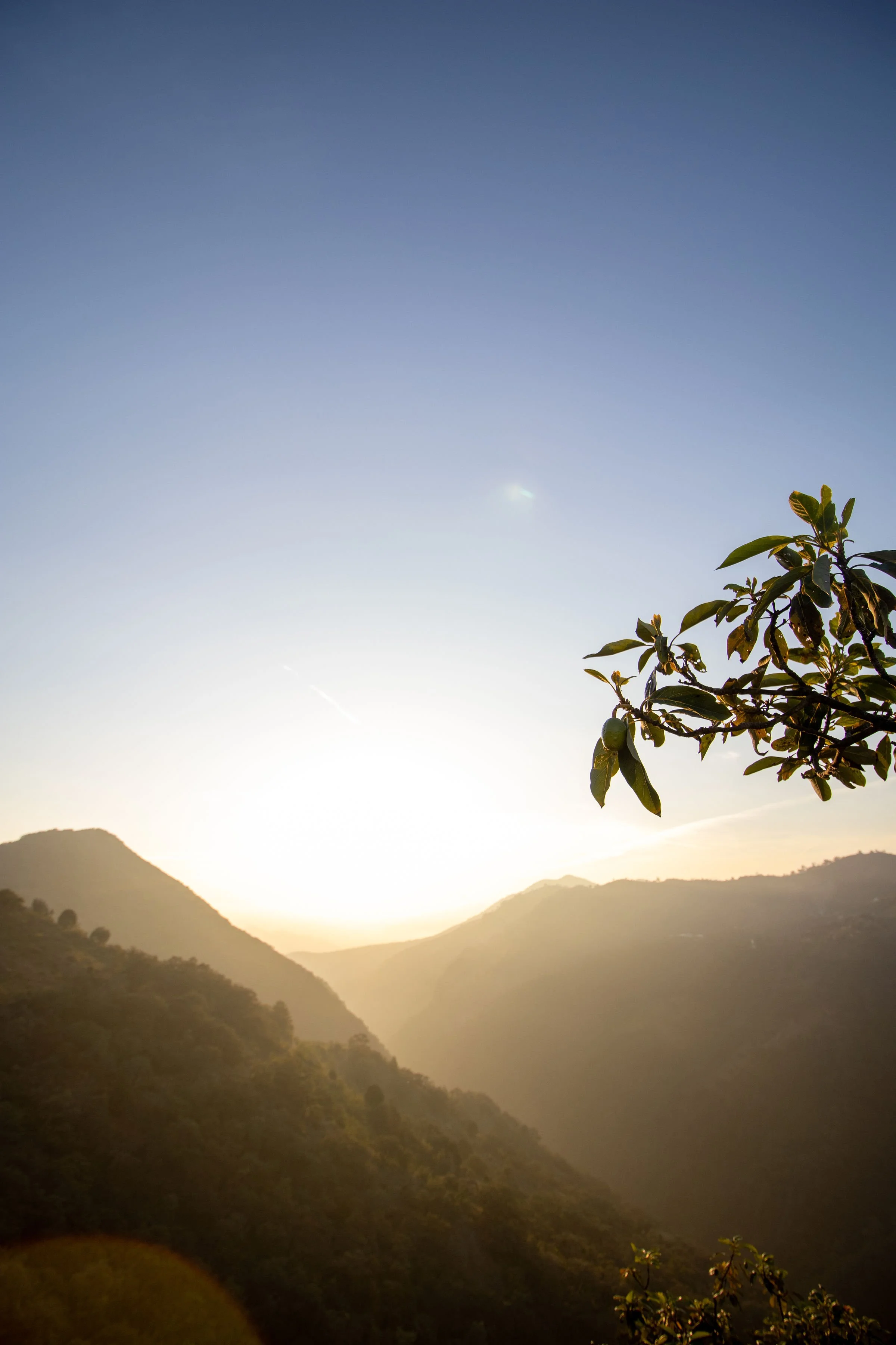 Paisaje montañoso durante el amanecer con un cielo despejado y una rama con hojas en primer plano.