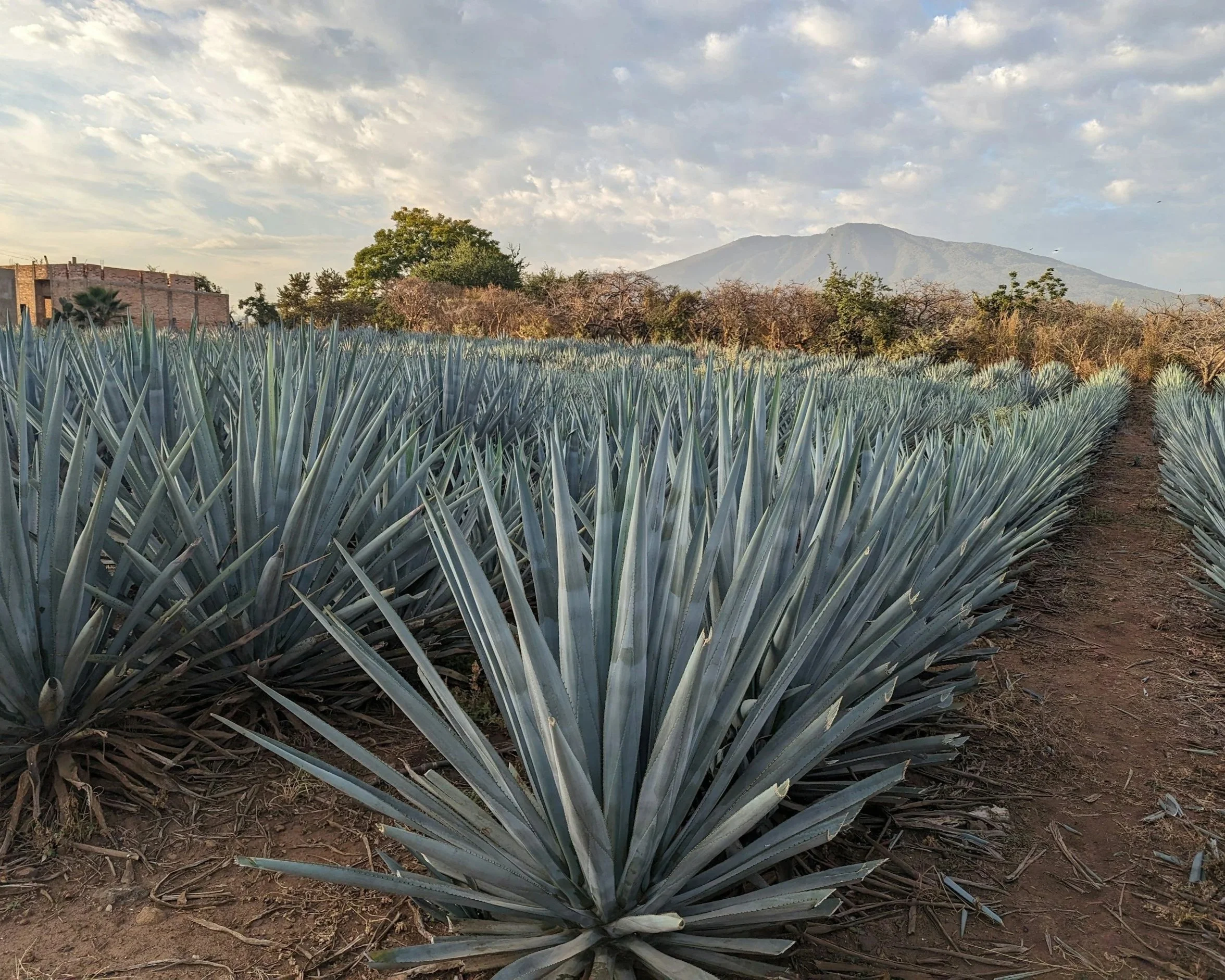 November 2026 - The Tequila Collective Tour