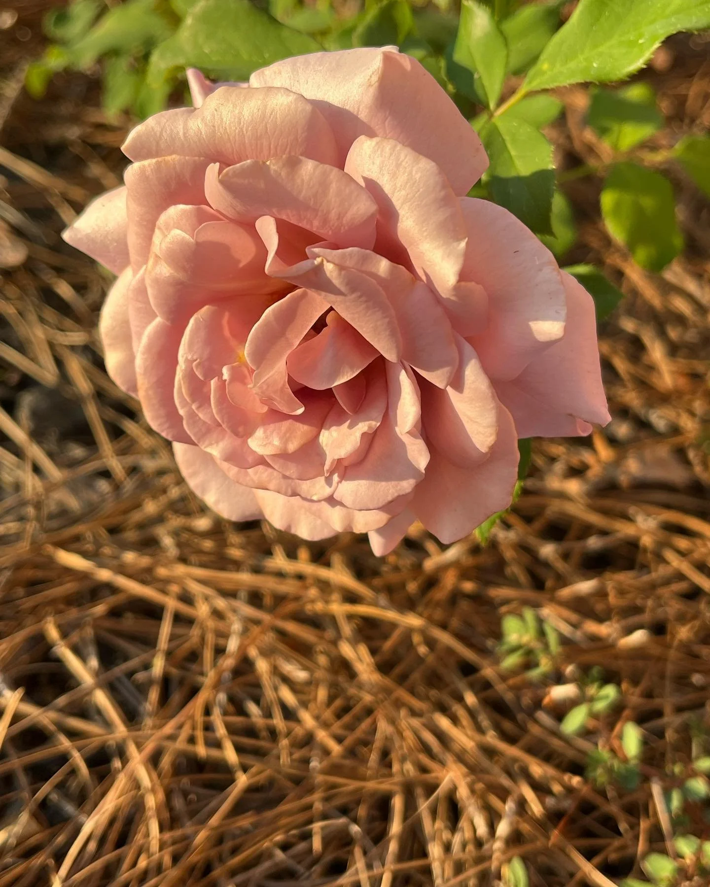 KokoLoko roses rock!