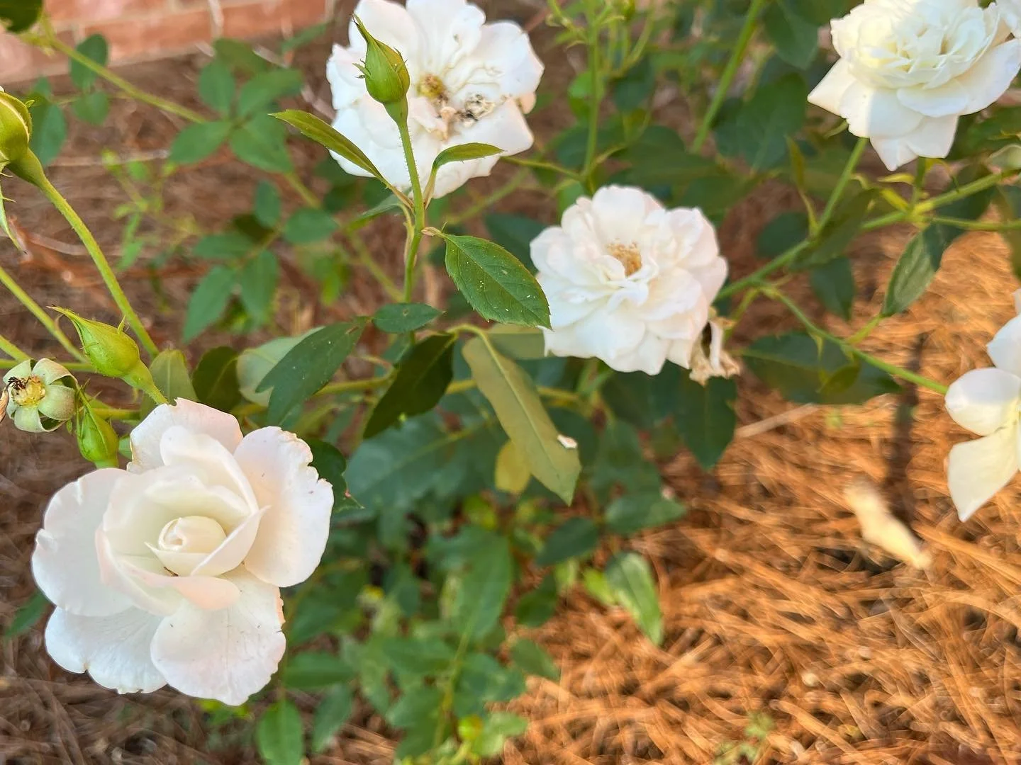 Blooming roses-all beautiful but there’s just something special about KokoLoko coffee roses.  Just the beginning of the flower farm adventure.