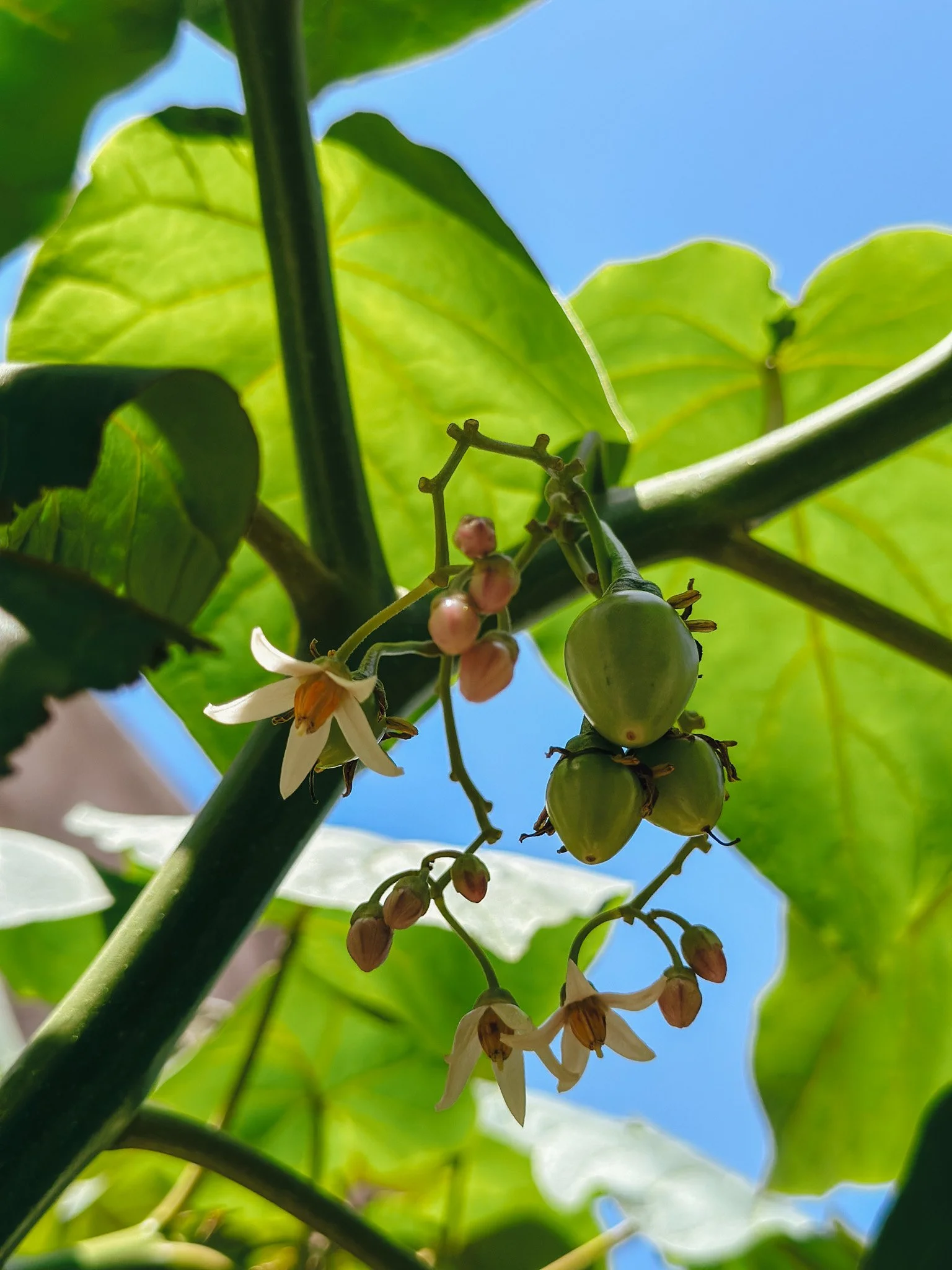 Frutos verdes y flores blancas en una planta con hojas verdes, vista desde abajo hacia el cielo azul. Huerta orgánica