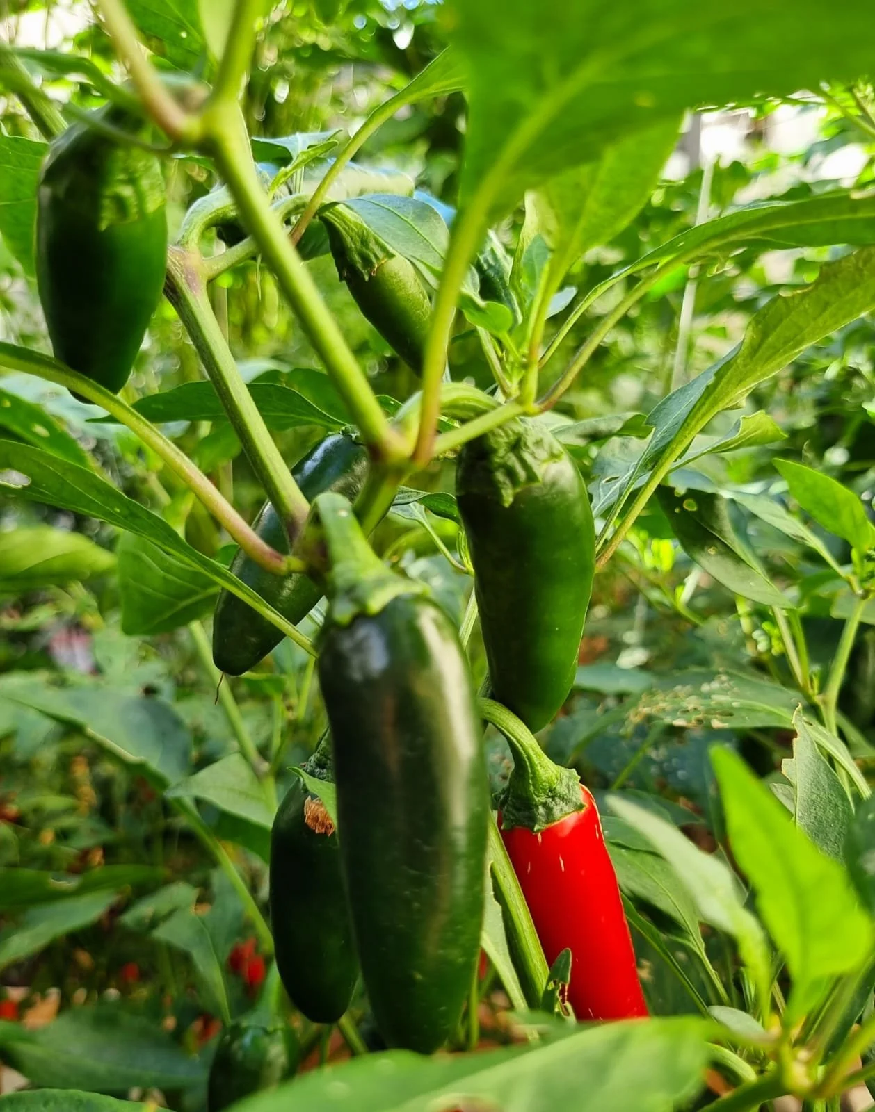 Chiles jalapeños verdes y uno rojo creciendo en una planta. Huerta orgánica