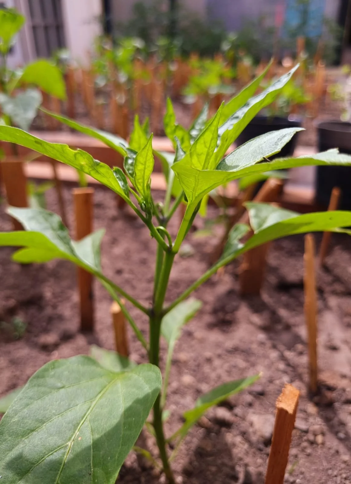 Plántula de chile en el jardín, con hojas verdes y tallo delgado, rodeada de tierra y pequeñas estacas de madera. Huerta orgánica