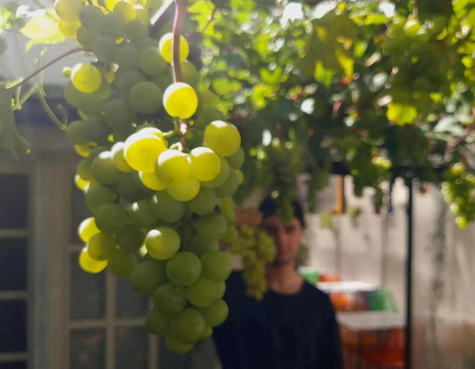 Racimo de uvas verdes en primer plano, con persona y fondo borroso con áreas verdes y estructuras del restaurante SAMPA. Huerta orgánica