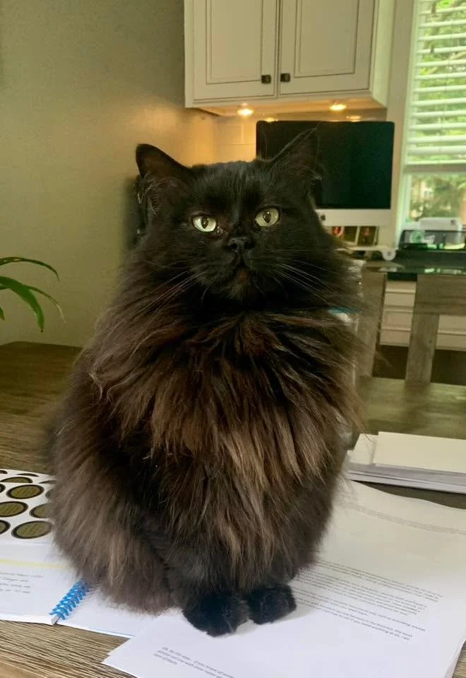 Happy #nationalblackcatday to all the black cats out there, especially my sweet little Luna. 
I heard it said, to the superstitious, that black cats crossing our path do not cause bad luck, but rather they are harbingers that warn us that bad luck m