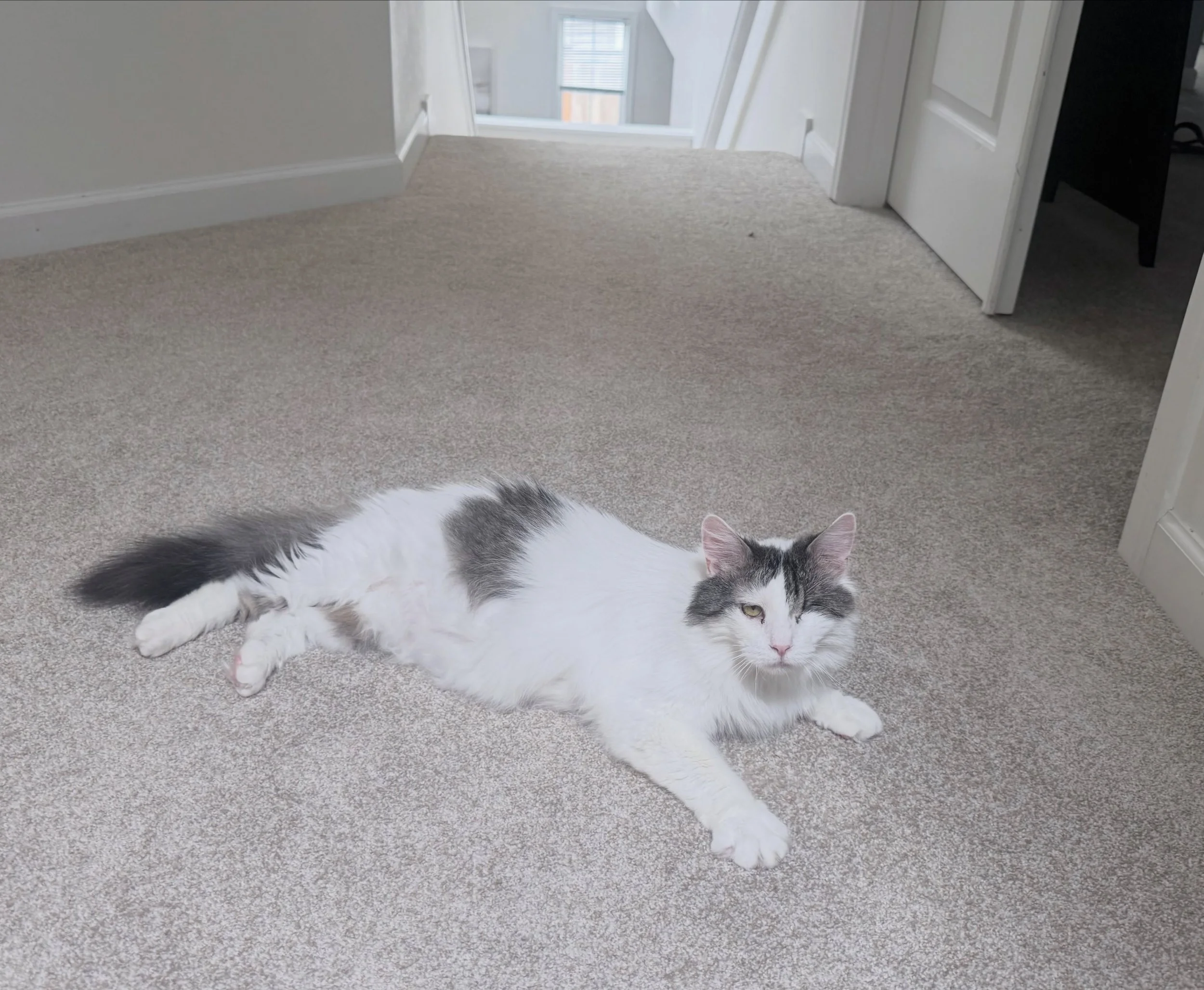 New foster kitty, Winks! (She's winking because she only has one eye!) This sweet girl has been through a lot of neglect in her short life, and is finally feeling courageous enough to explore the house.