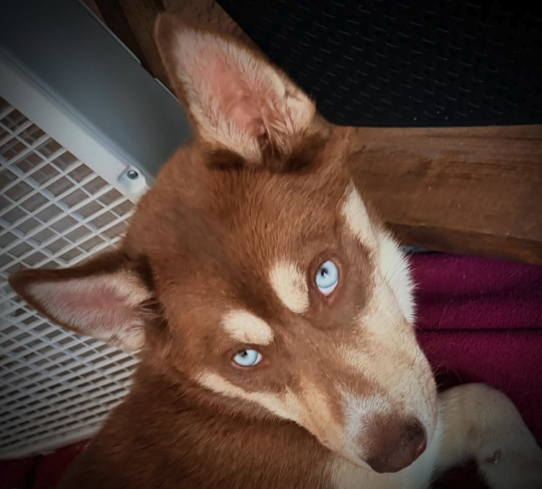 Apollo - Siberian Husky mix - 9 months