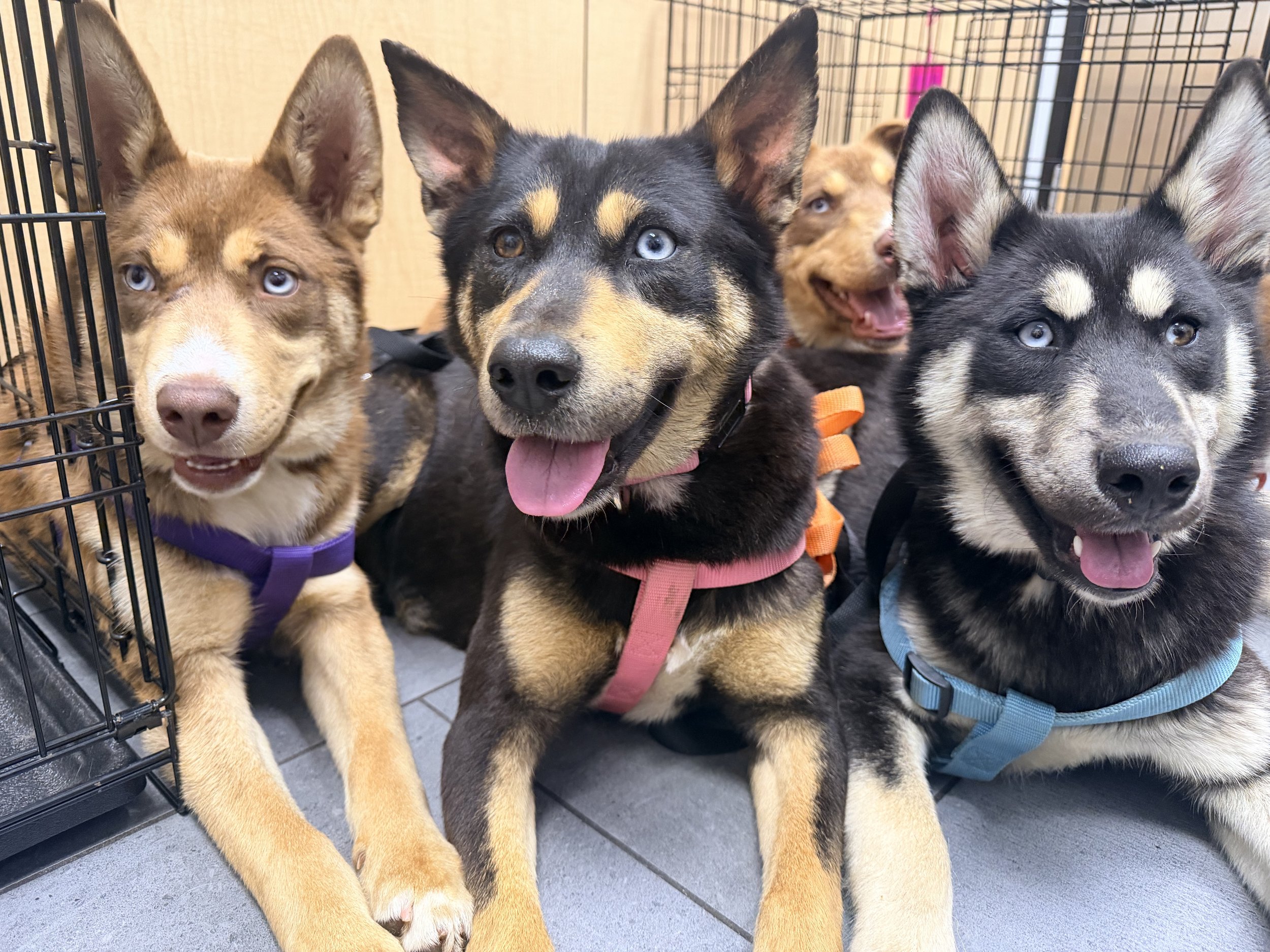 Gaia, Hera, Ares, Nike