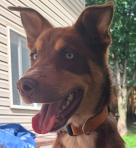 FOSTER PENDING - Ares - Siberian Husky mix - 9 months