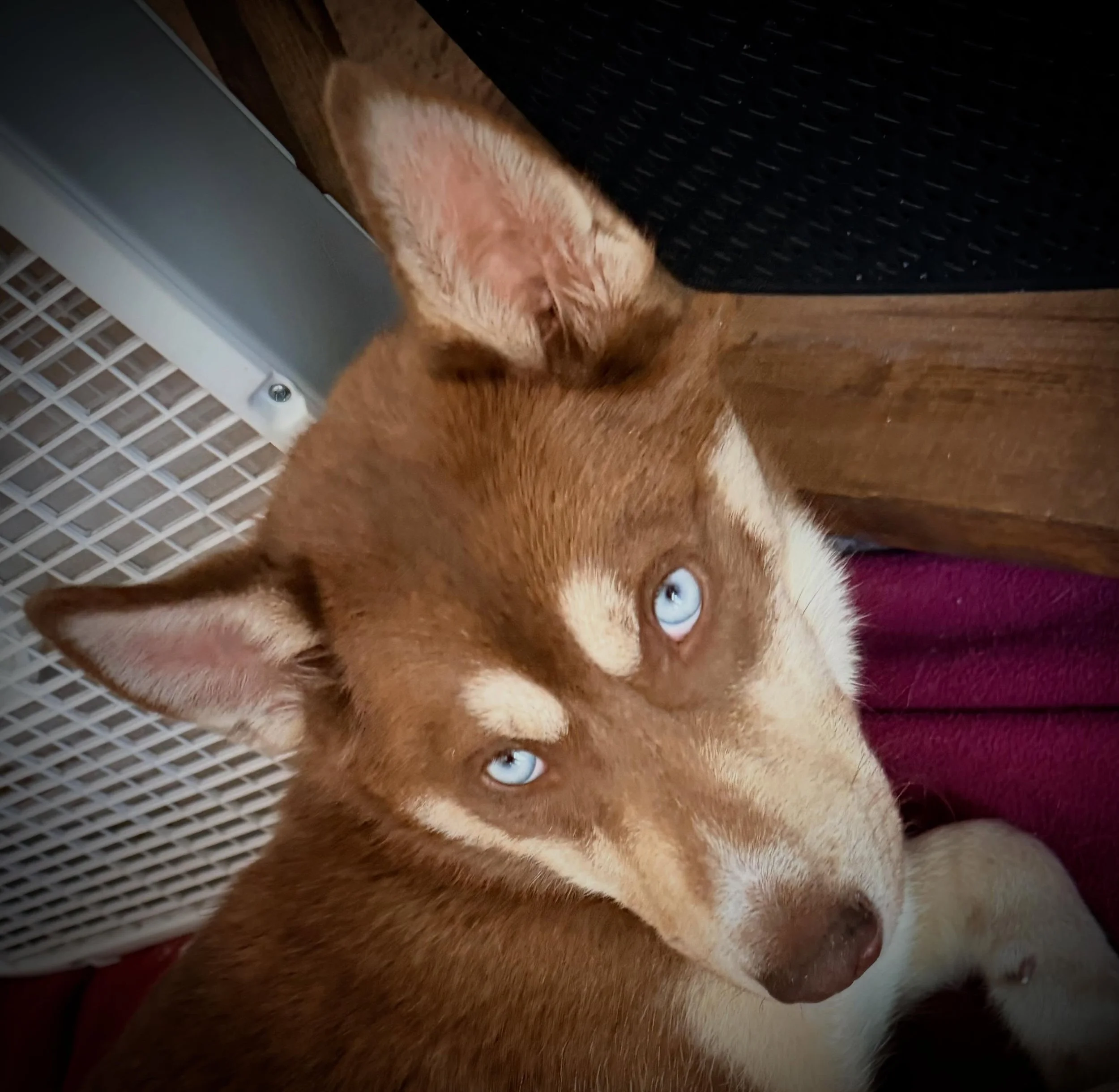Apollo