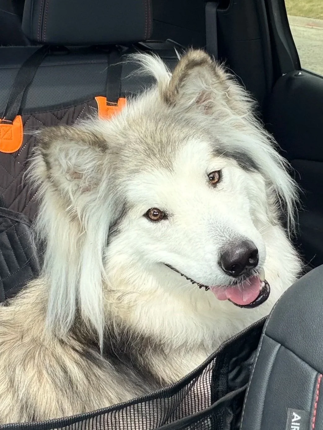 Yuki - Alaskan Malamute - 1.5