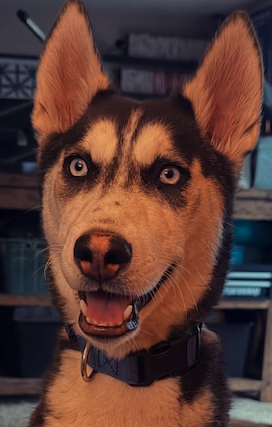 Nyx - Siberian Husky mix - 9 months