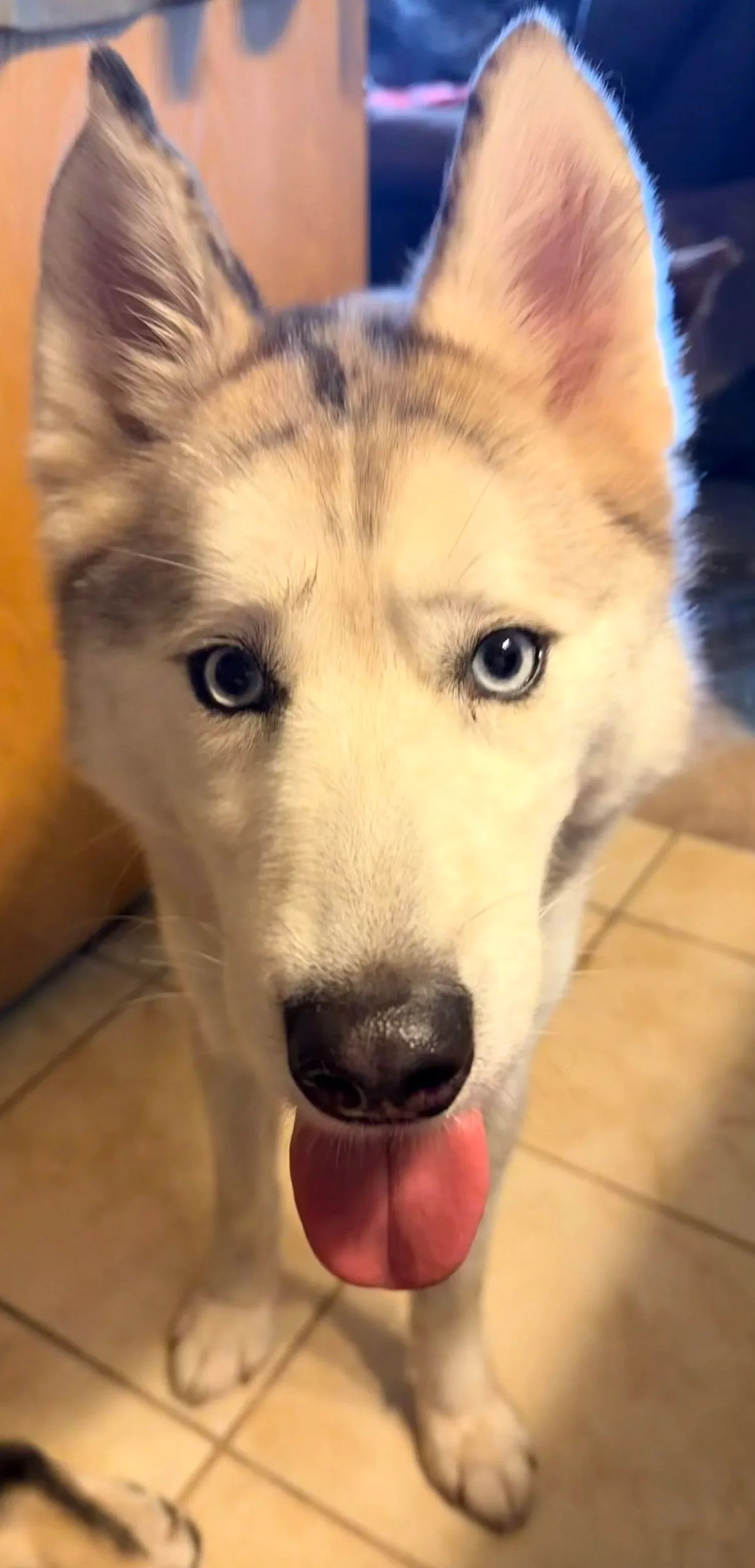 Mishka - Siberian Husky - 2-3