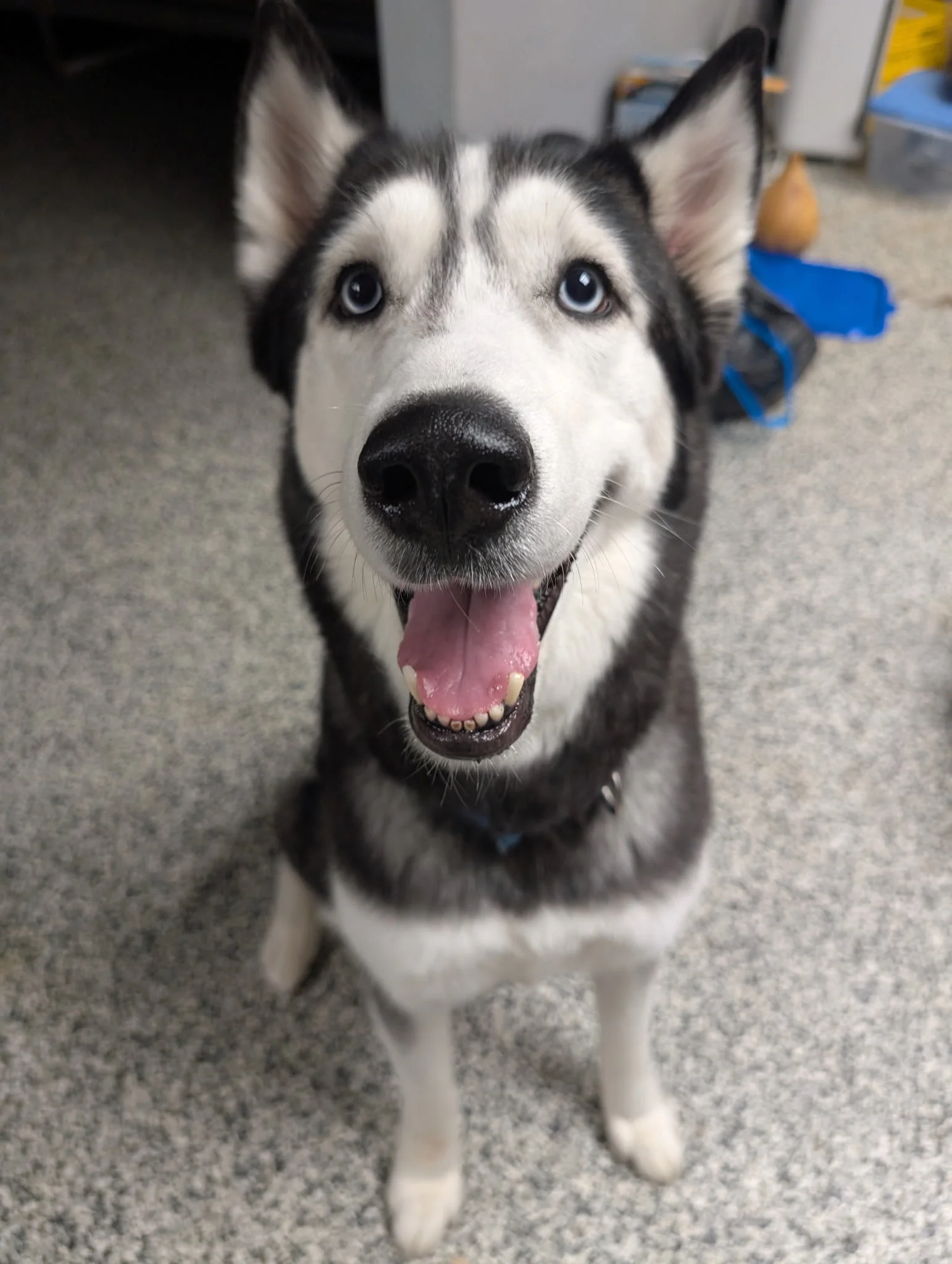 Max - Siberian Husky - 5