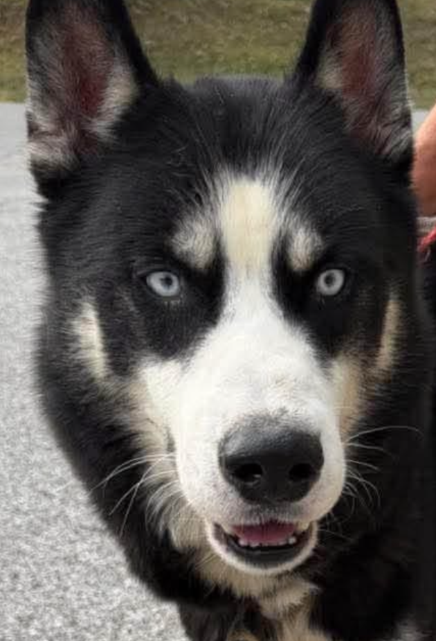 Howie - Siberian Husky - 2-3