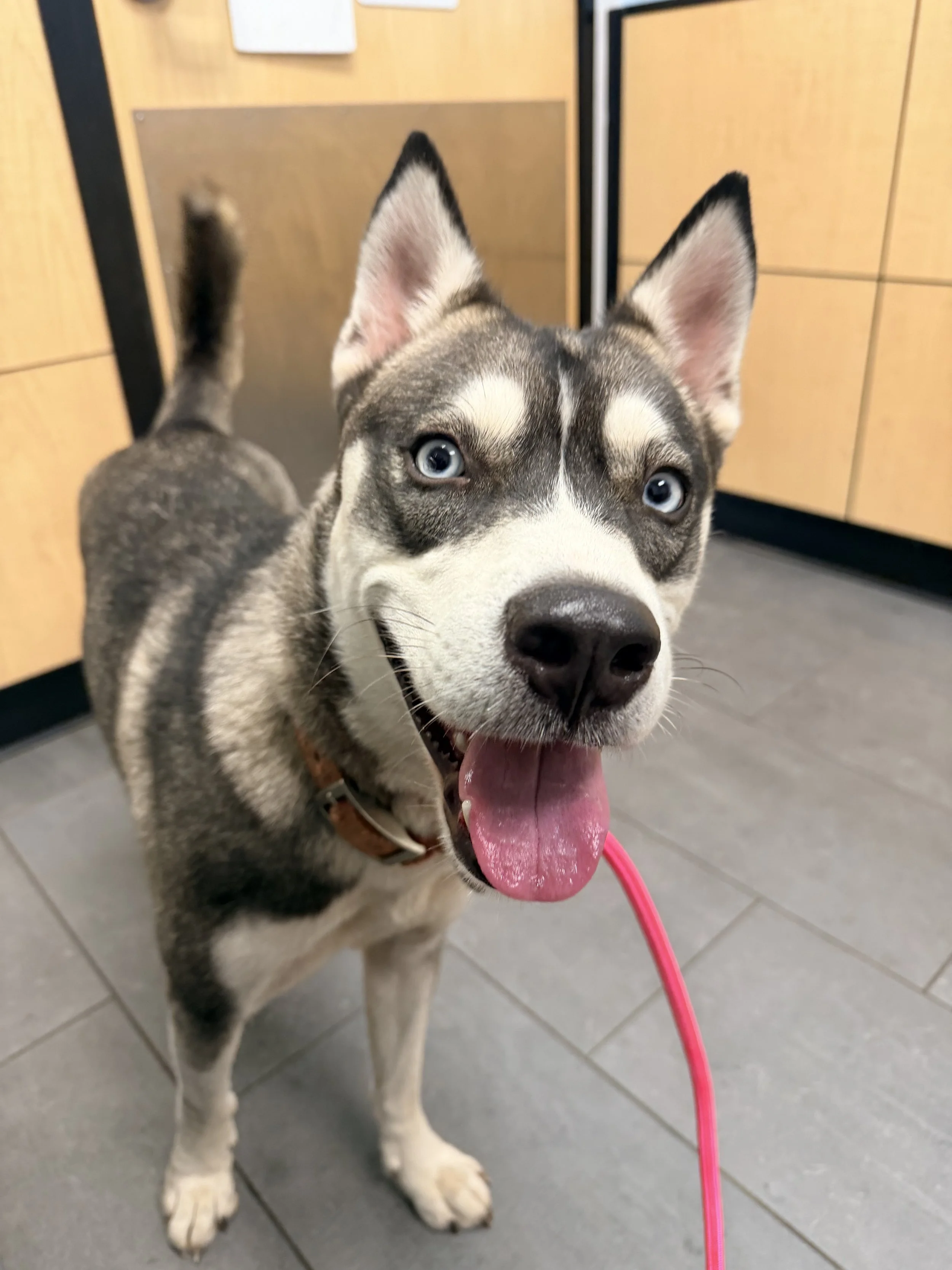 Athena - Husky Mix