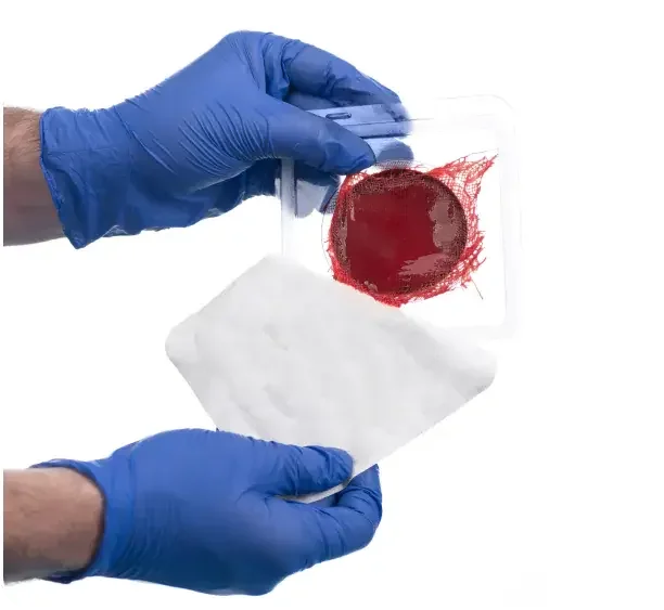 Person in blue gloves handling a petri dish with a red circular sample, and white sterile tissue paper.