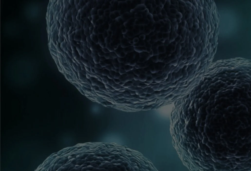Close-up of three human cells floating in a dark background.