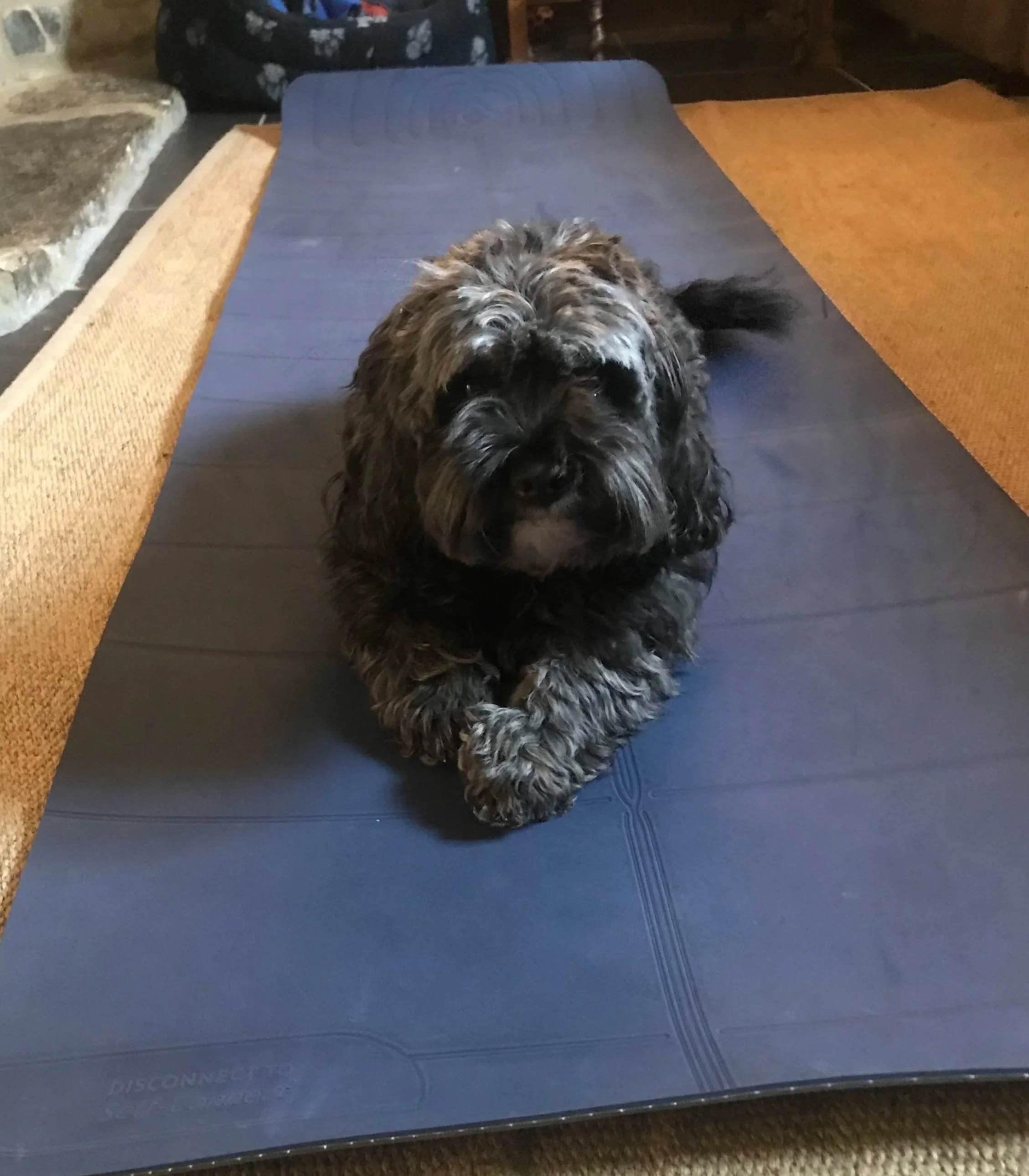 Loki On The Mat