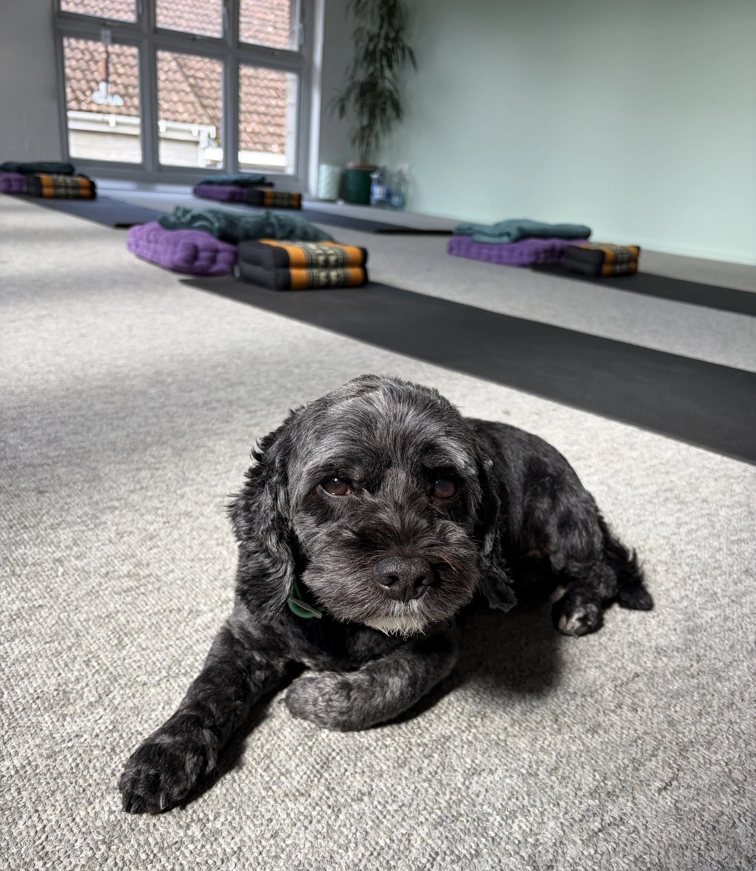 Loki on the mat