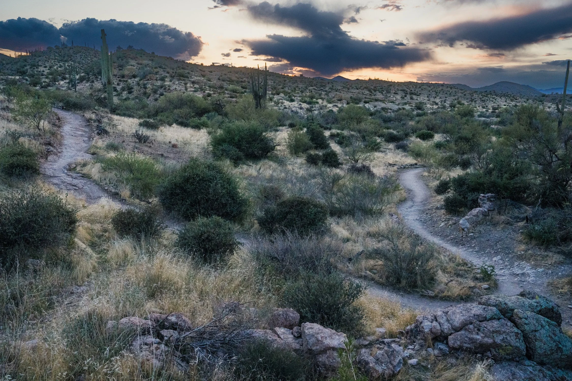 Desert landscape during sunset with a dirt trail, cacti, shrubs, and mountains in the background.