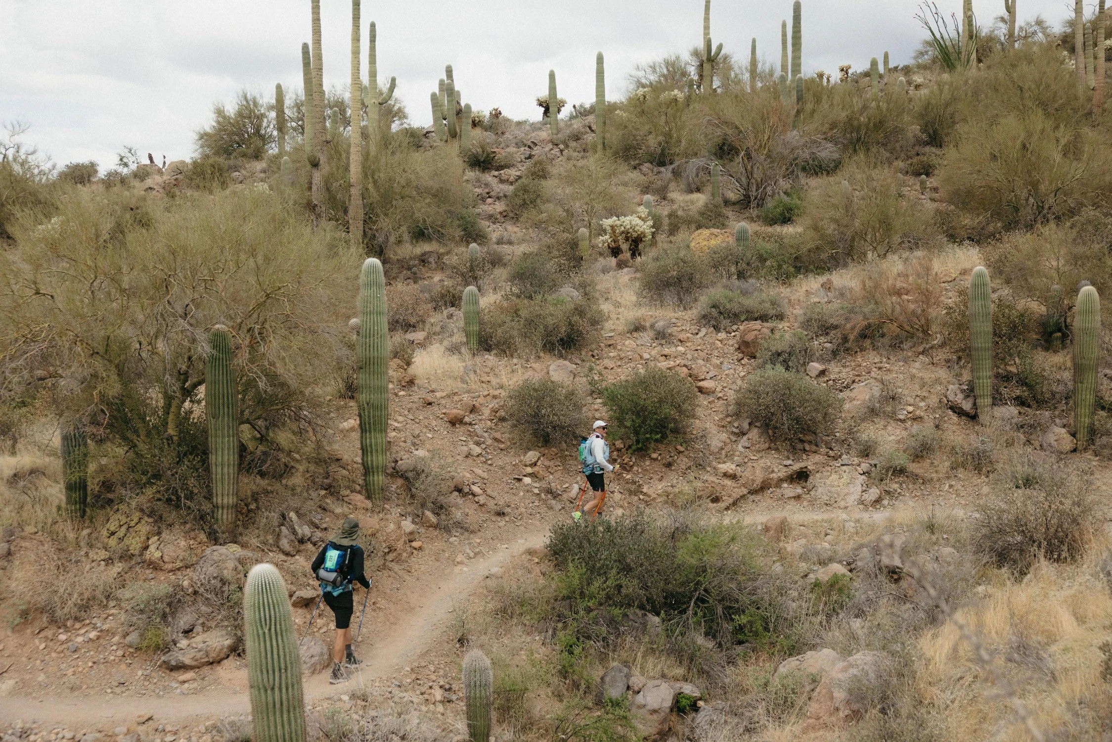 Two hikers walking on a dirt trail through a desert landscape with tall cacti and sparse bushes.