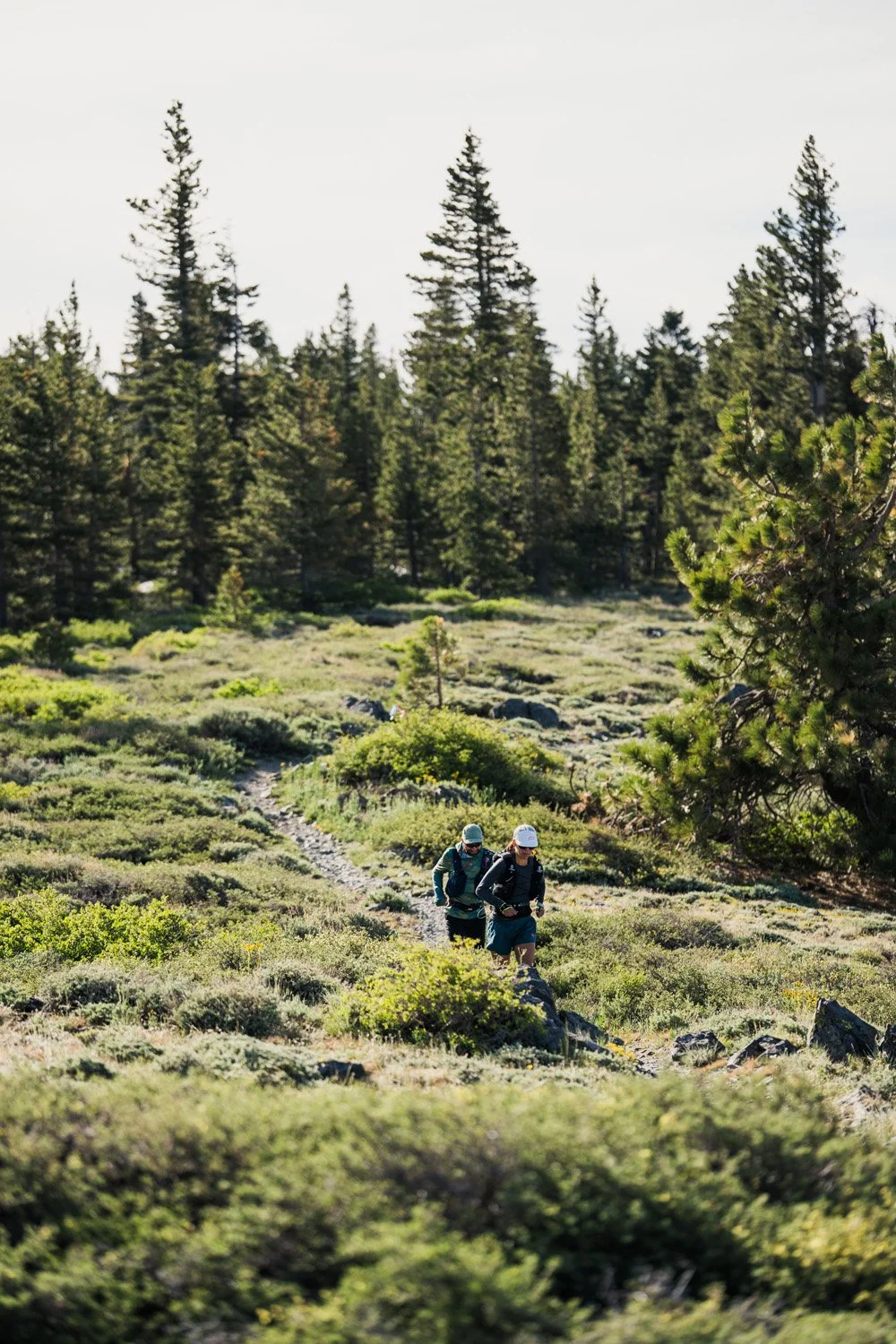 Two hikers, wearing backpacks and hats, walking along a trail through a lush, green forested area with tall pine trees.