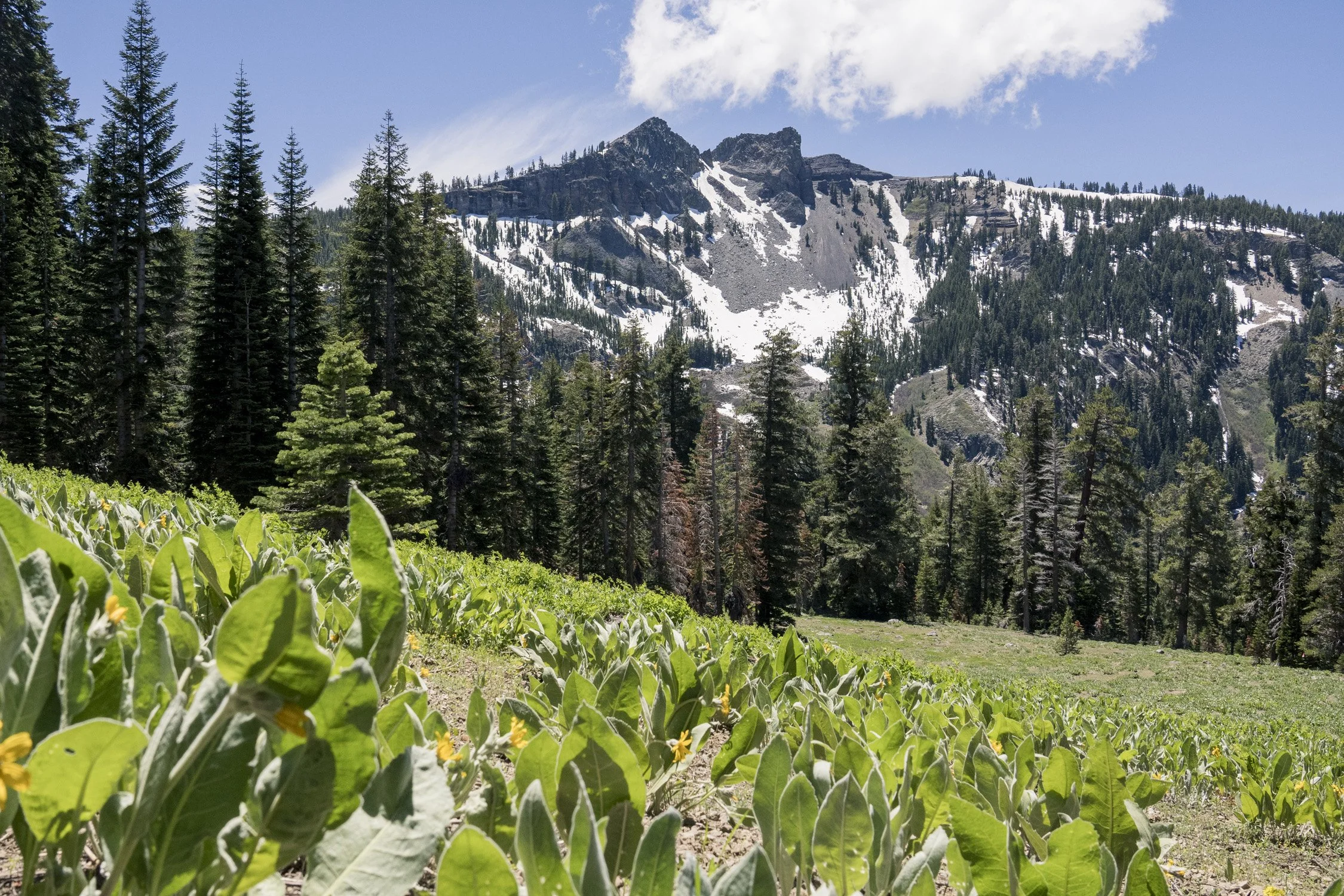 A mountain landscape with snow-capped peaks, dense pine forests, and green vegetation in the foreground under a blue sky with scattered clouds.