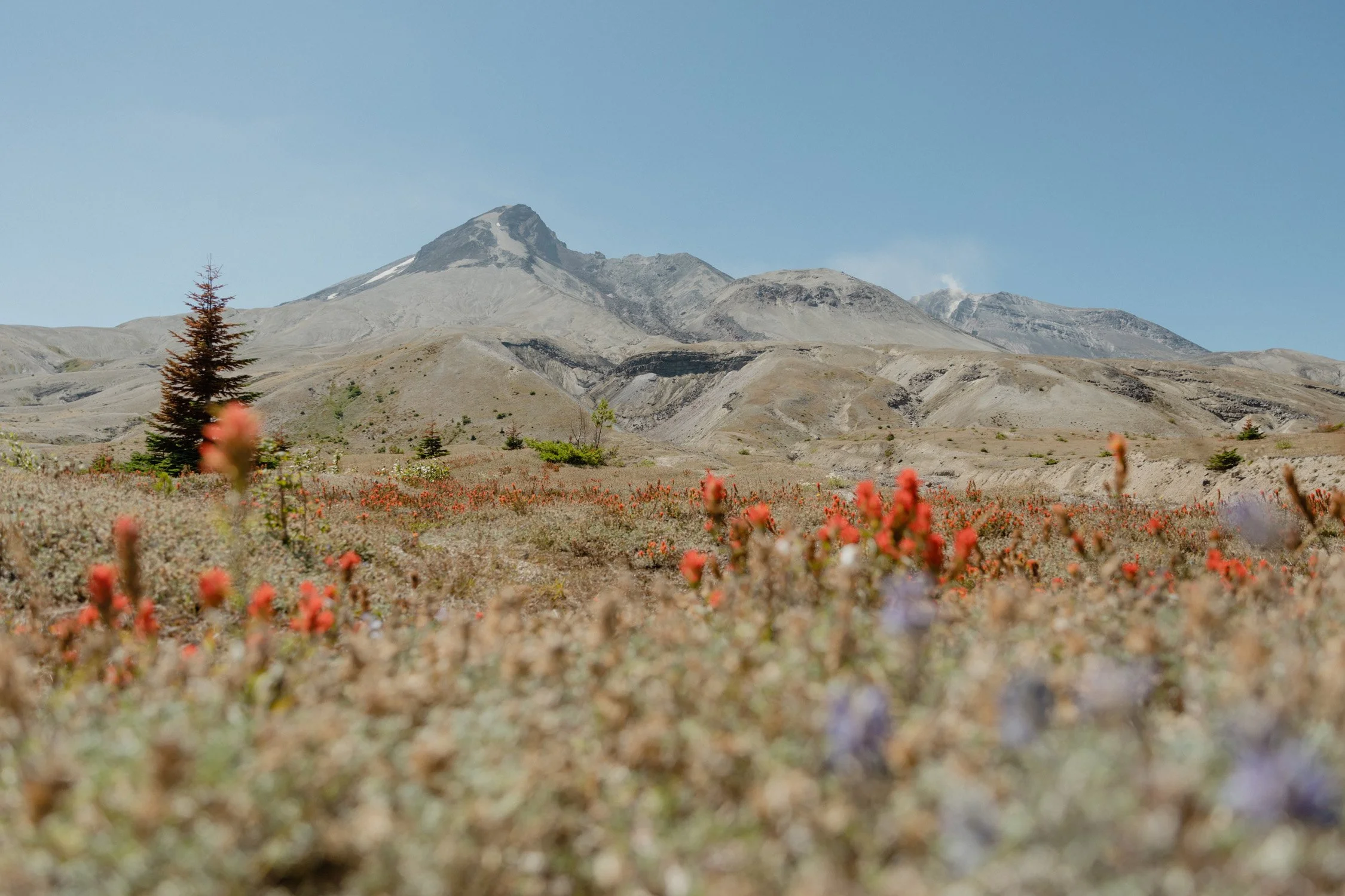 A mountain range with a rugged, gray rocky surface under a clear blue sky, with wildflowers in the foreground.