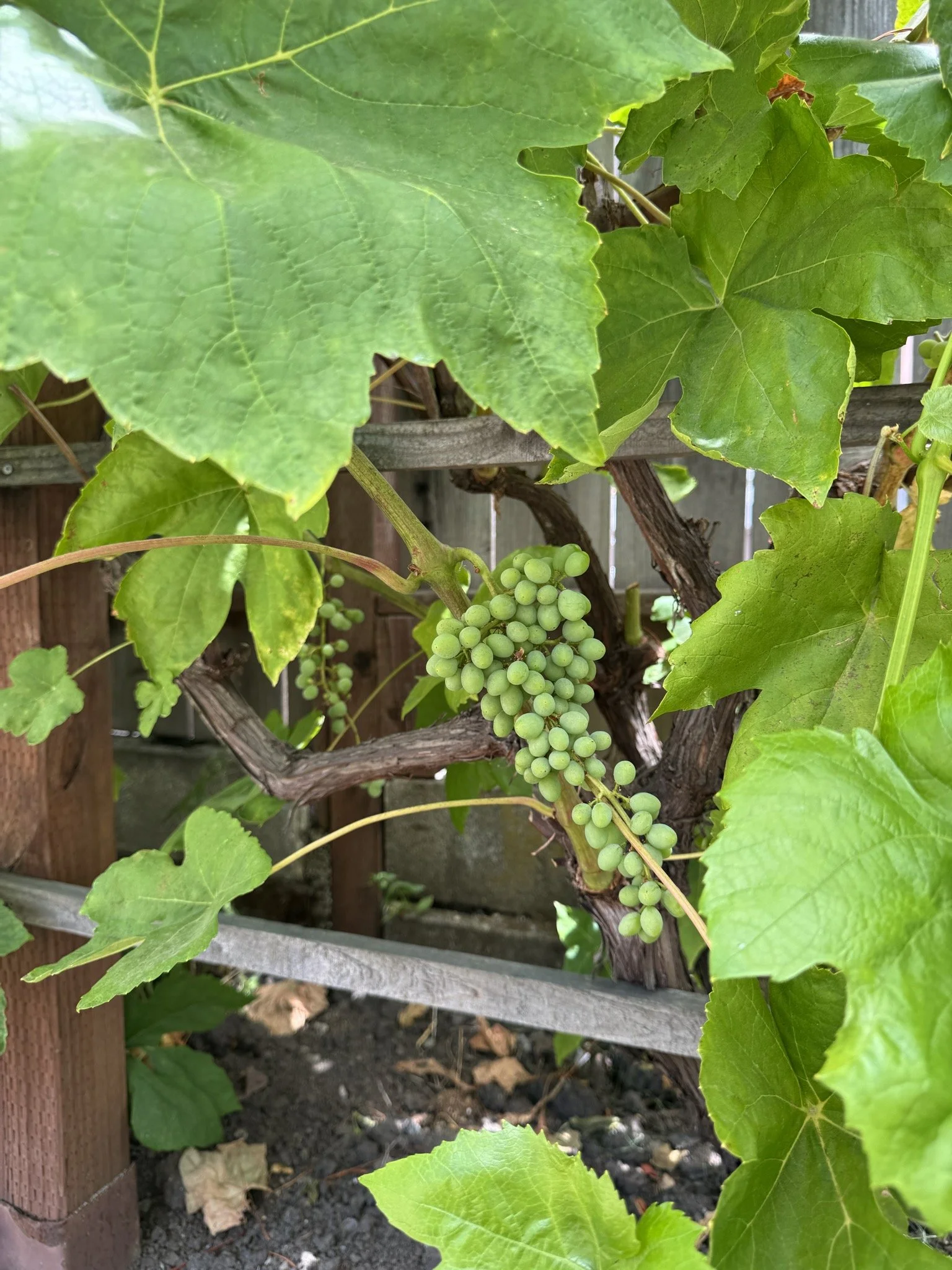 Close-up of green grape cluster growing on vine with large green leaves and wooden fence in background.
