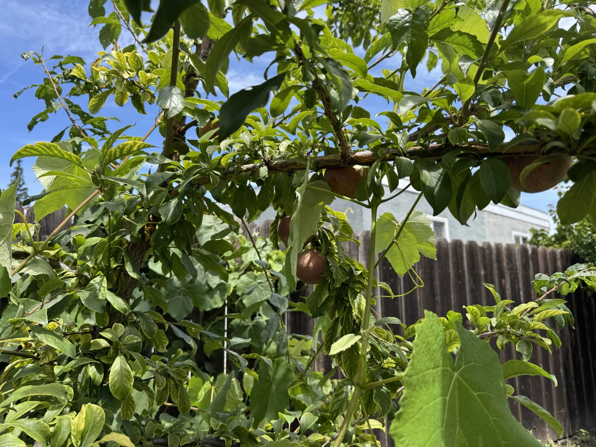 A lush green garden with leafy plants and small round fruits hanging from the branches, with a wooden fence and part of a house in the background, under a clear blue sky.