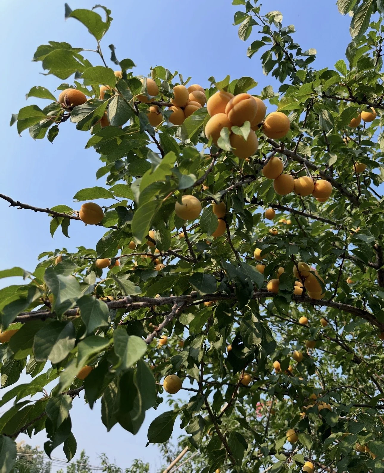 A tree with yellowish-orange fruit hanging from the branches against a blue sky.