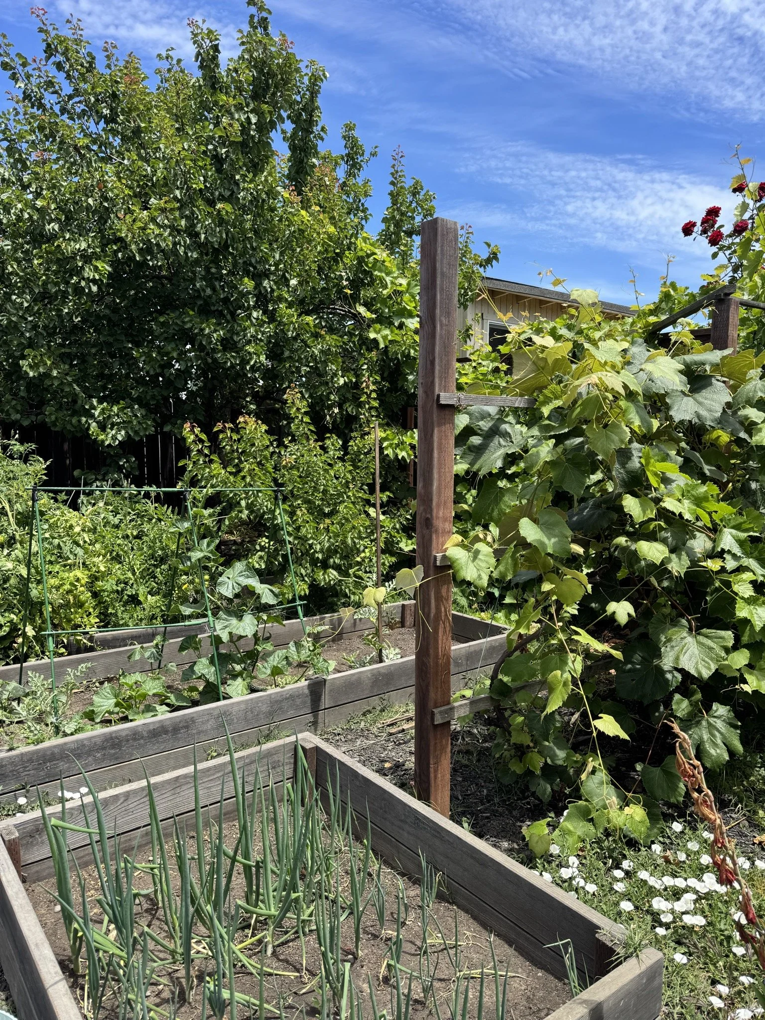 A vegetable garden with raised wooden beds, growing onions, beans, and squash, surrounded by lush green trees and a bright blue sky with scattered clouds.