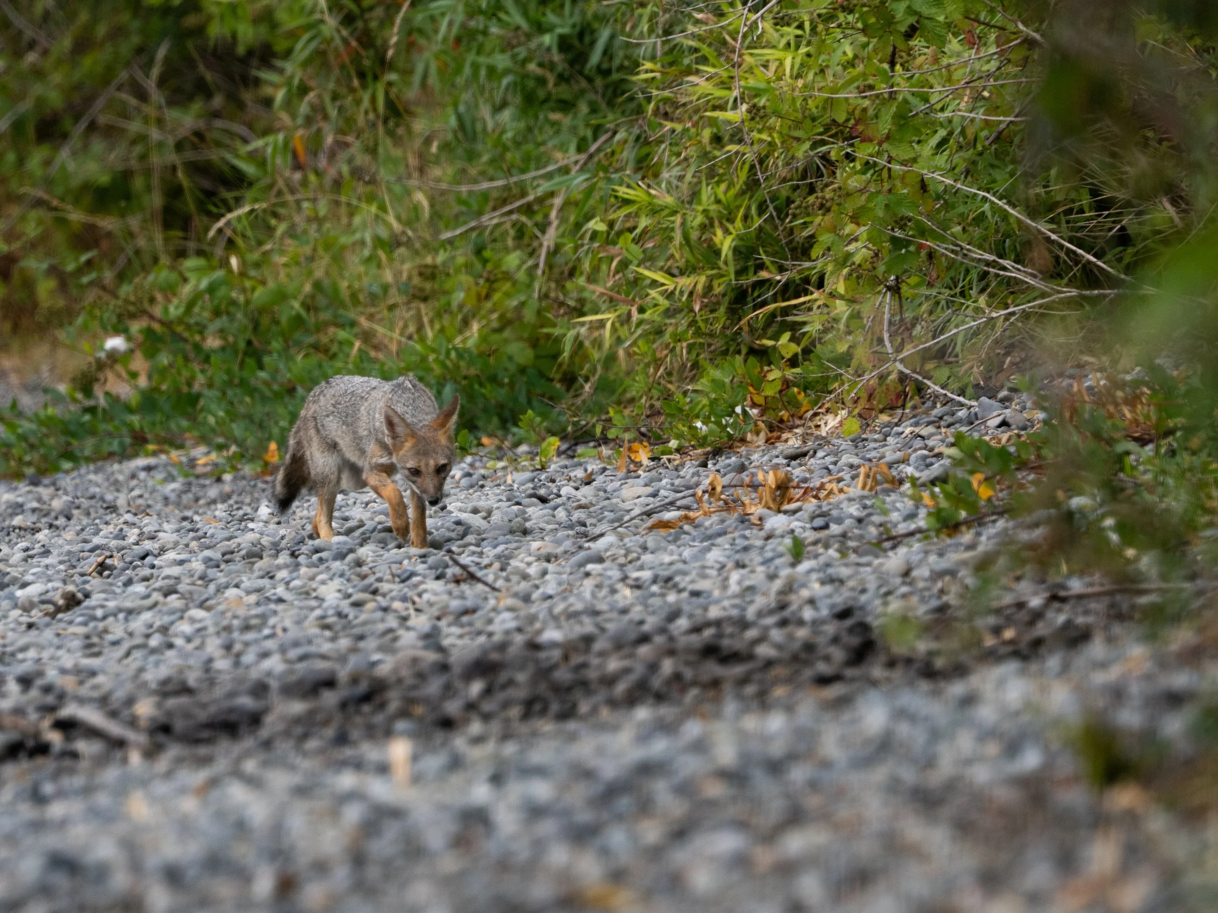 Soon after we woke up, we caught a glimpse of the source of last night’s poor sleep.
