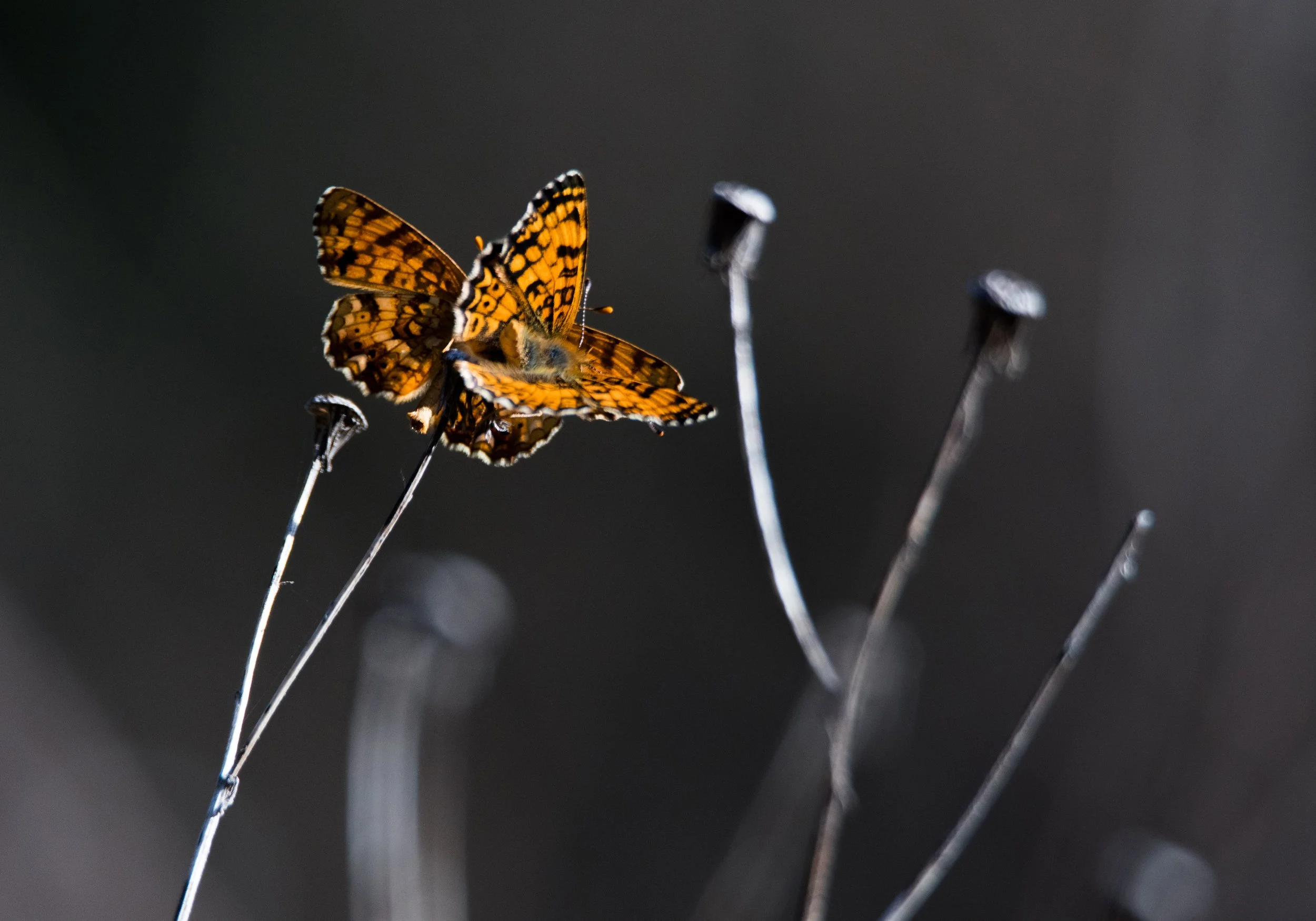 Orange butterfly with black pattern resting on thin plant stems.