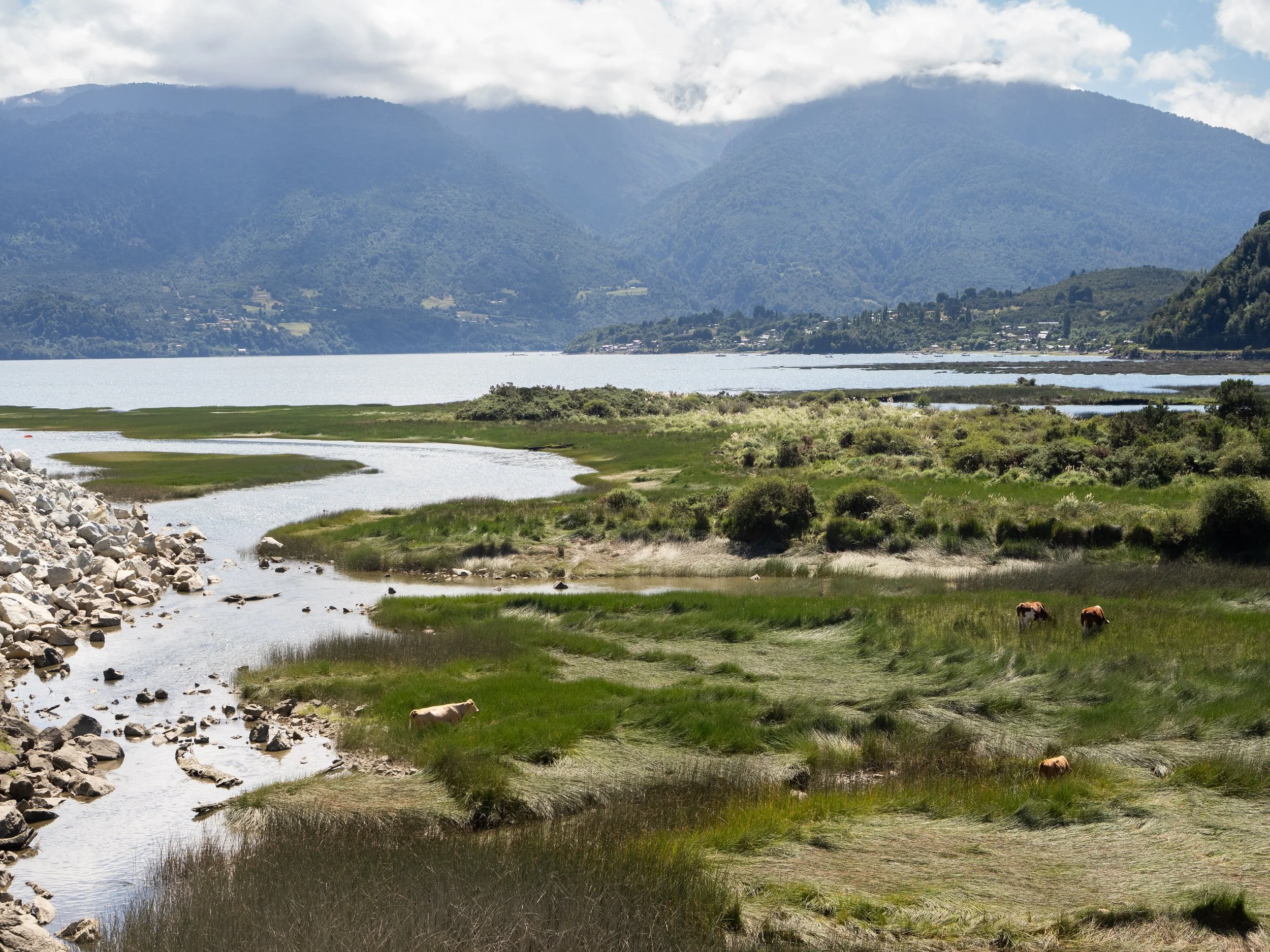 Cattle graze in the estuary of the coastal town of Caleta Aulen