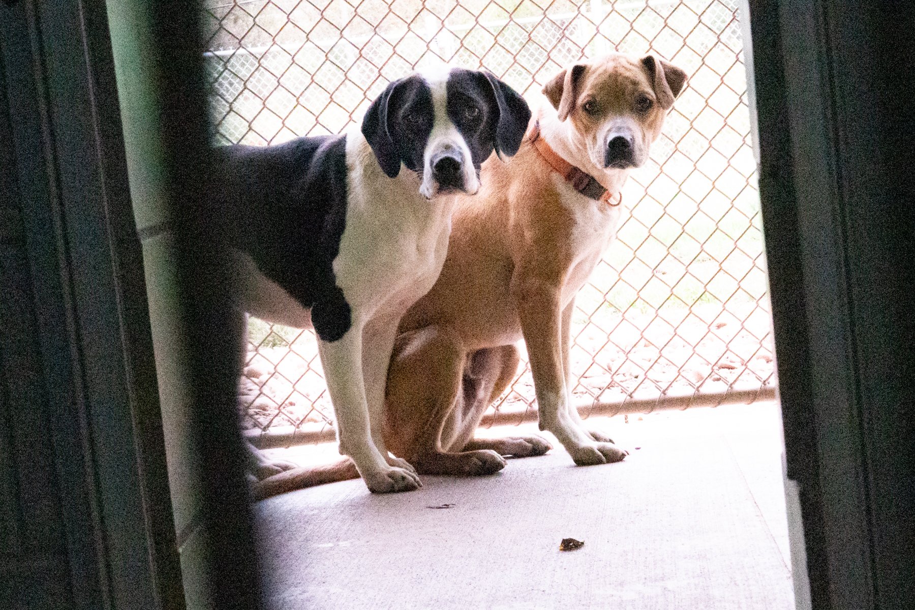 Jackso nCount yAnima lShelter-65.jpg