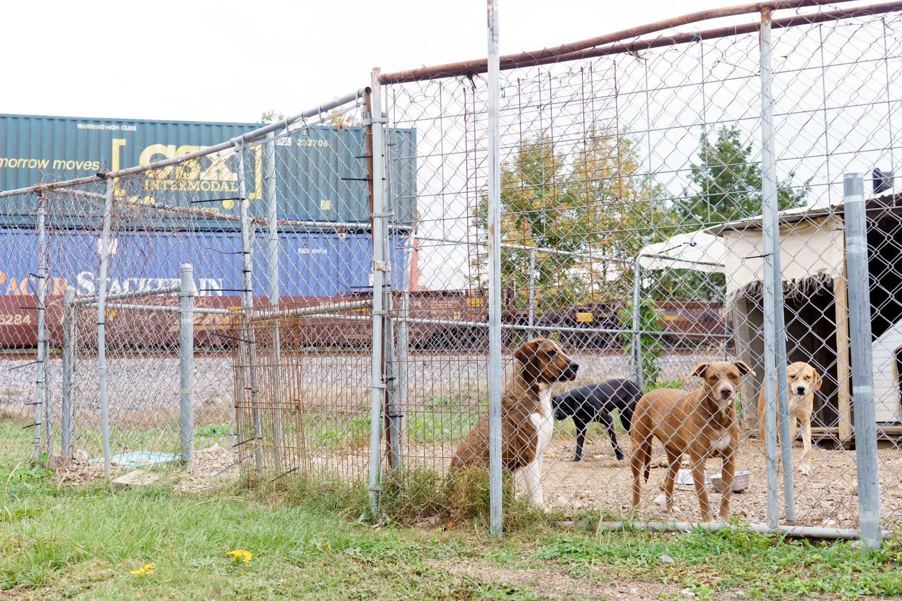 ClarkCounty Humane-194.jpg