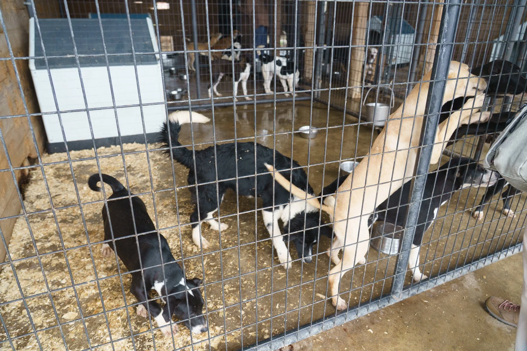 ClarkCounty Humane-120.jpg