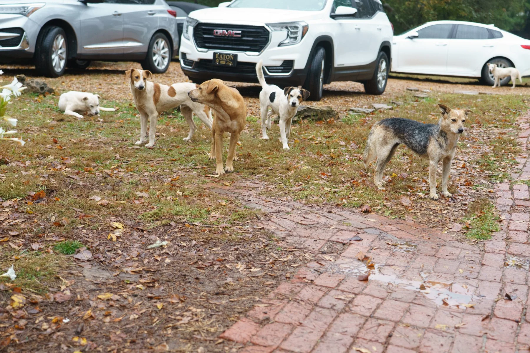 MS Meeting and fosters-51.jpg