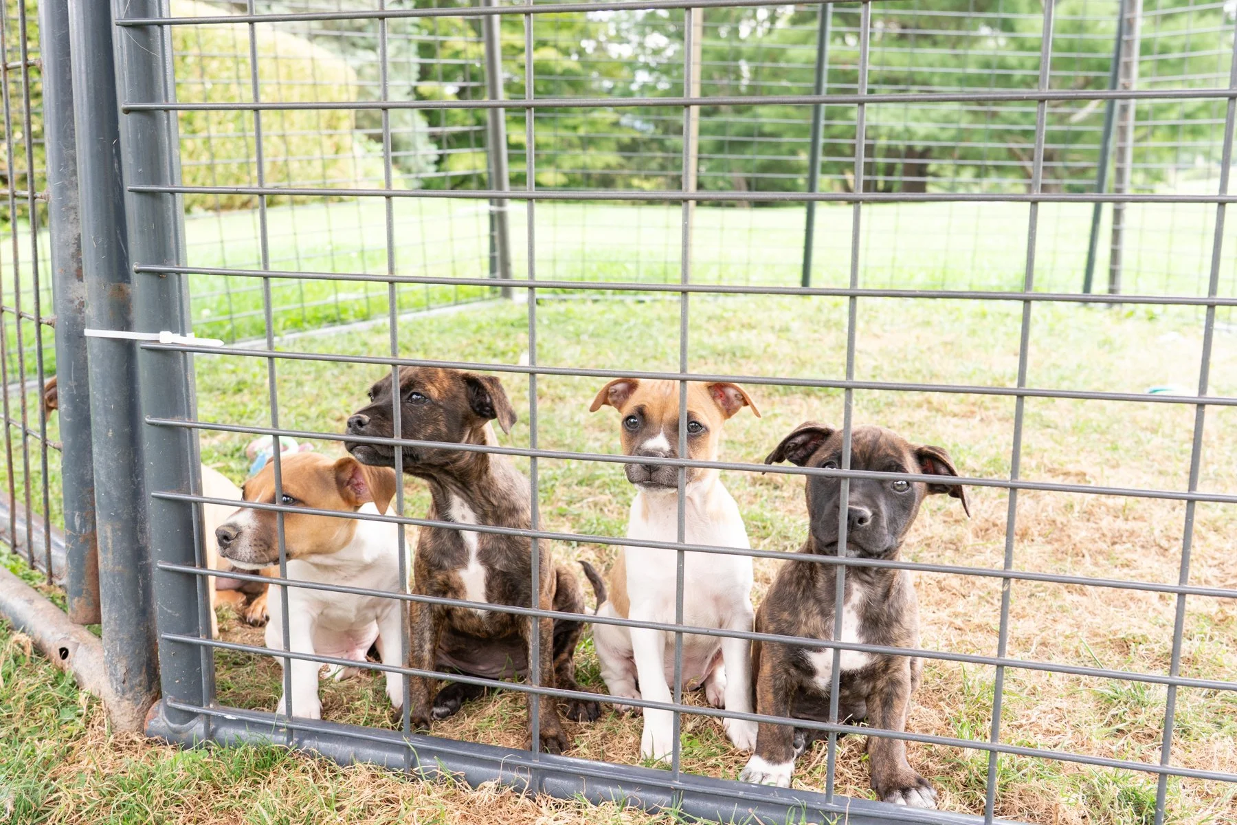 Animal Farm Foundation-23.jpg