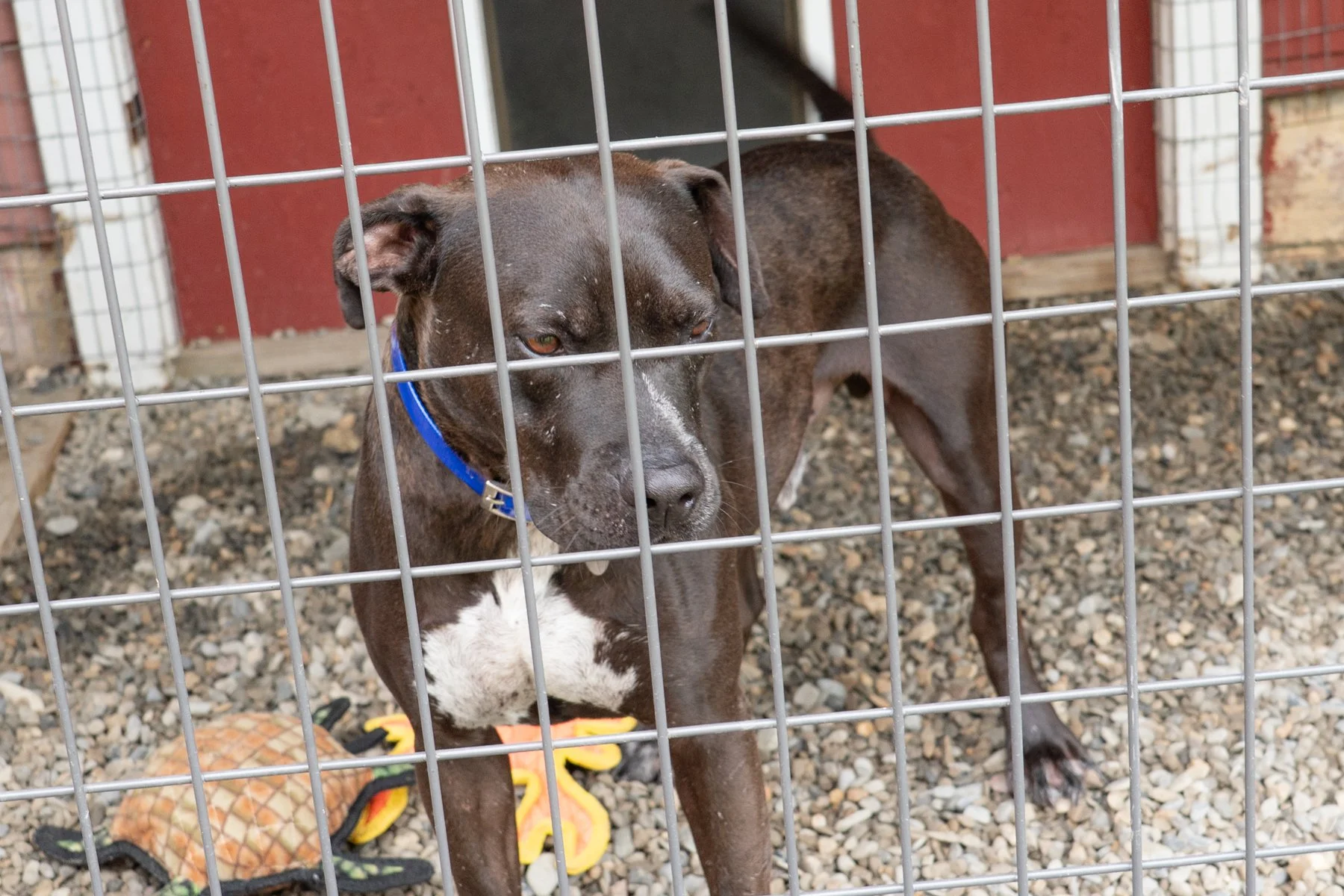 Animal Farm Foundation-28.jpg