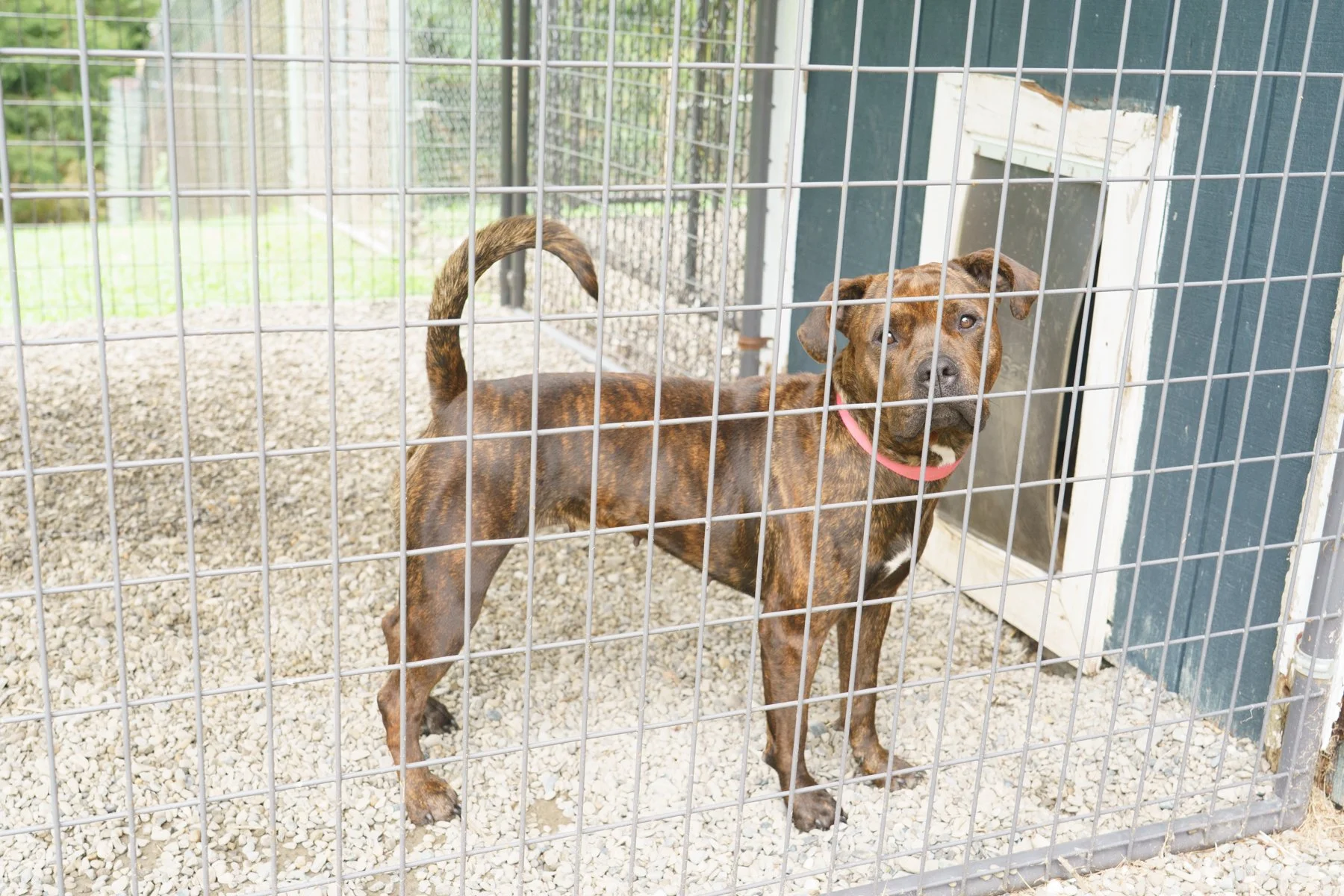 Animal Farm Foundation-44 (1).jpg